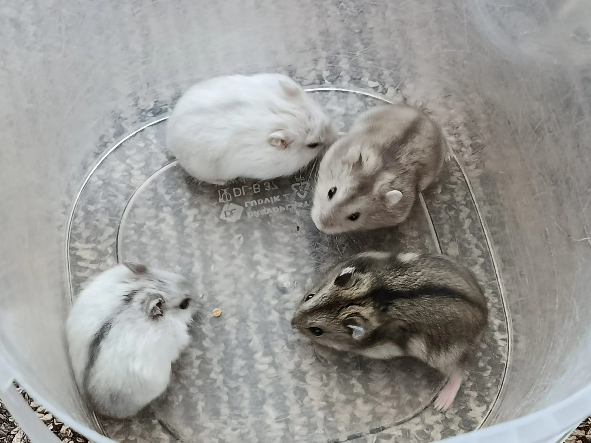 Křečík džungarský