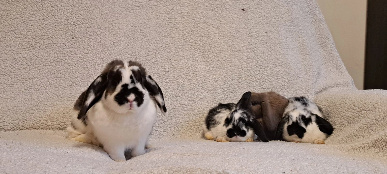 Mláďata sportovních králíků