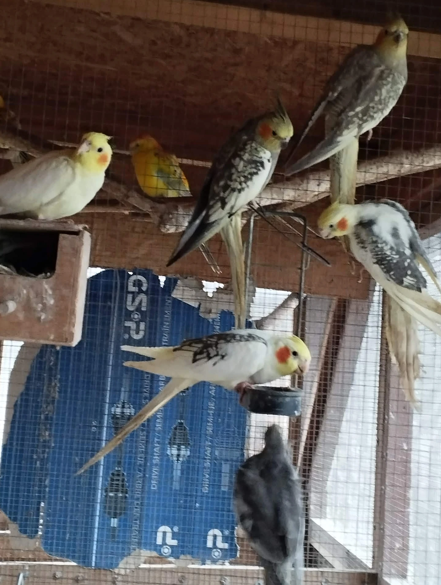 Prodám Korely různé druhy