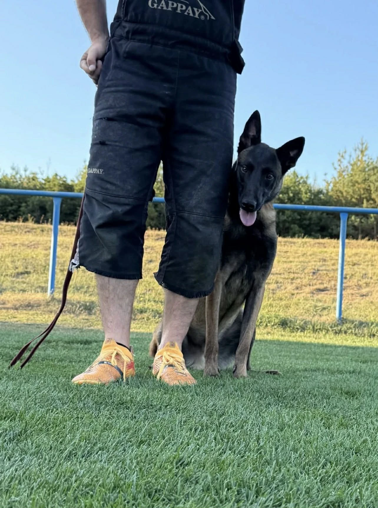 2letý pes s PP belgického ovčáka