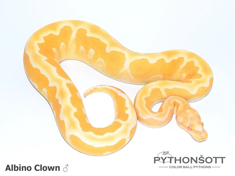  upravené ceny  Krajta královská - mláďata