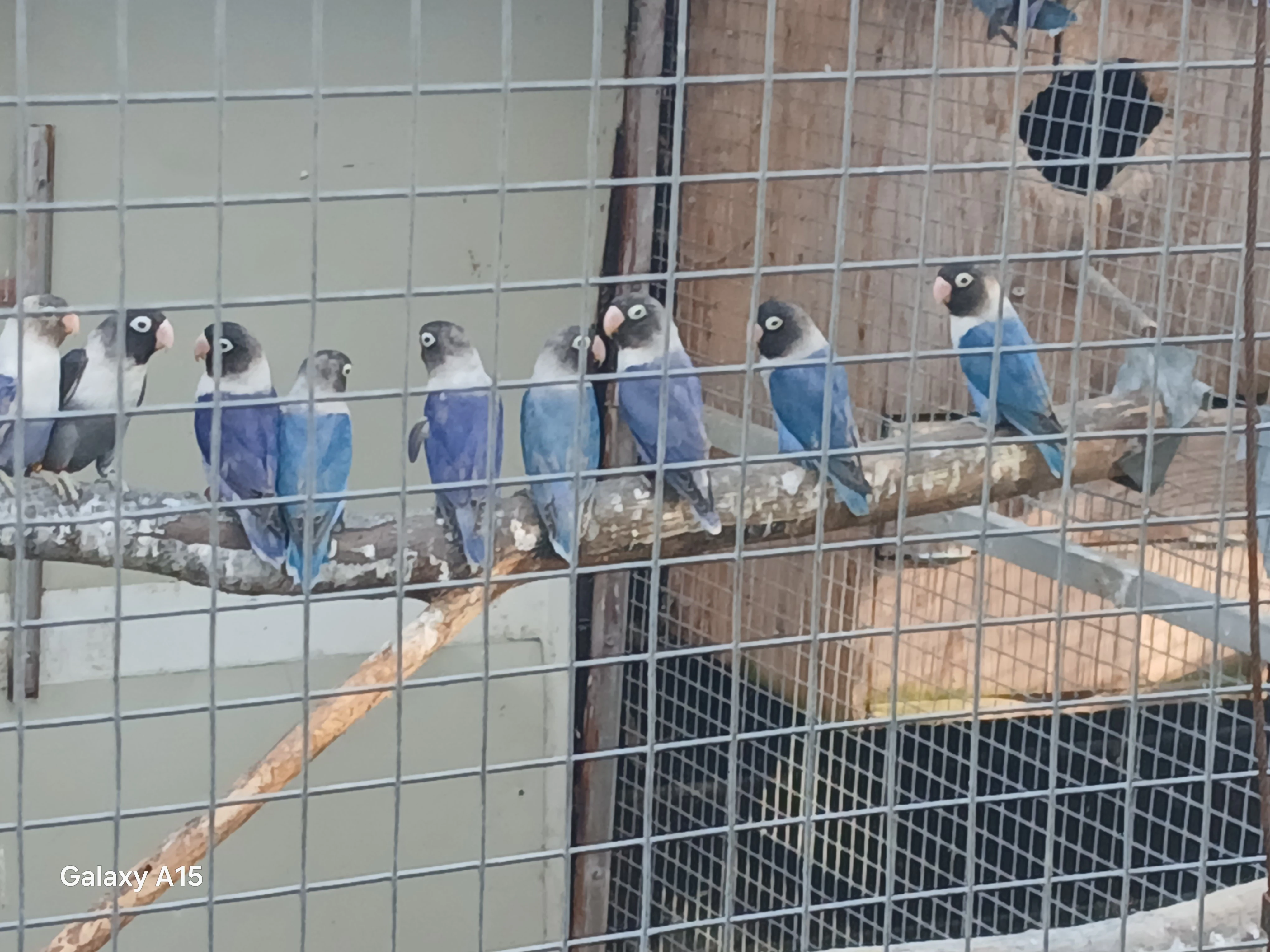 Koupím 1, 0 nebo prodám 0, Agapornis  skrs