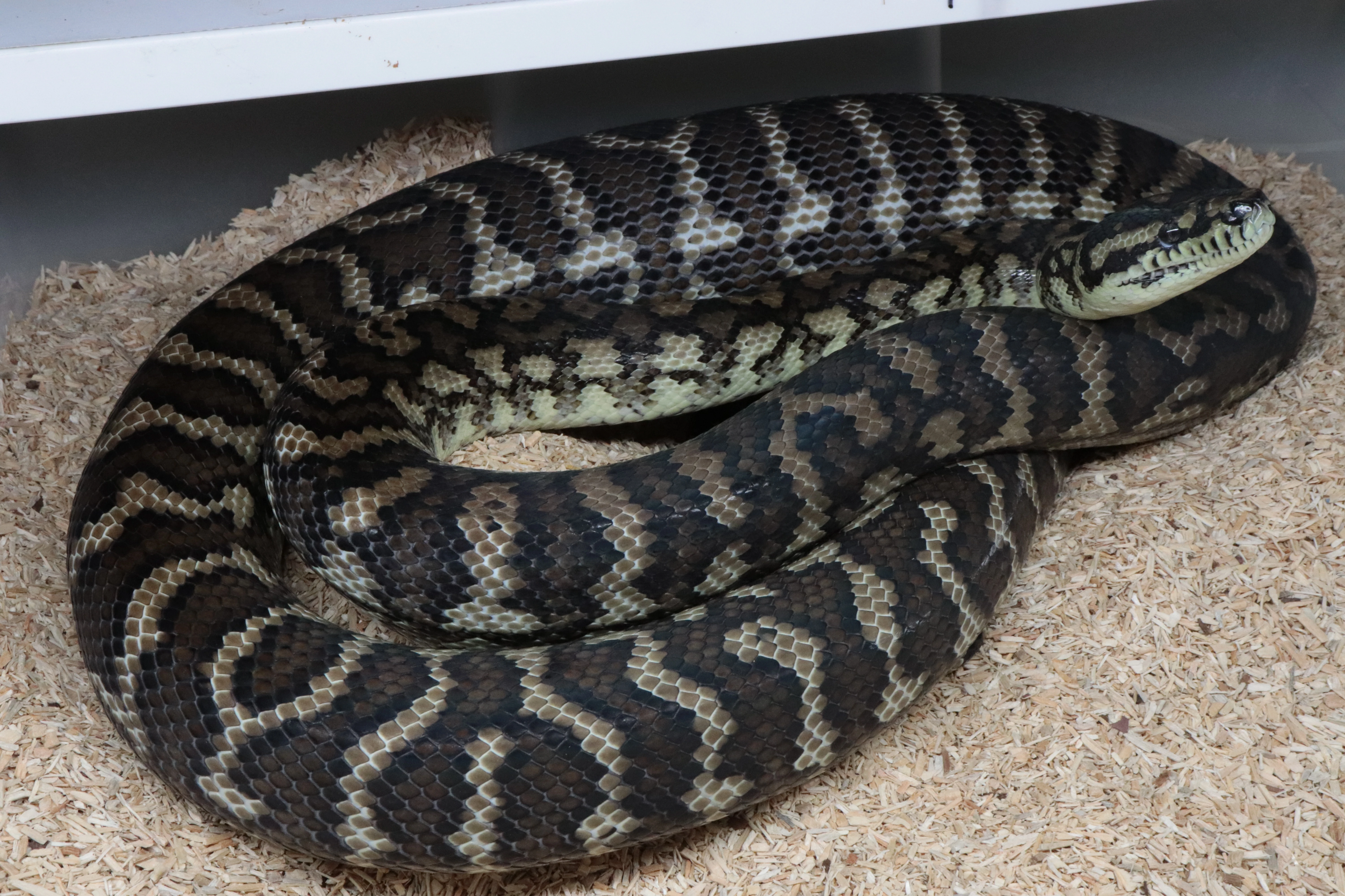 Morelia spilota ssp.
