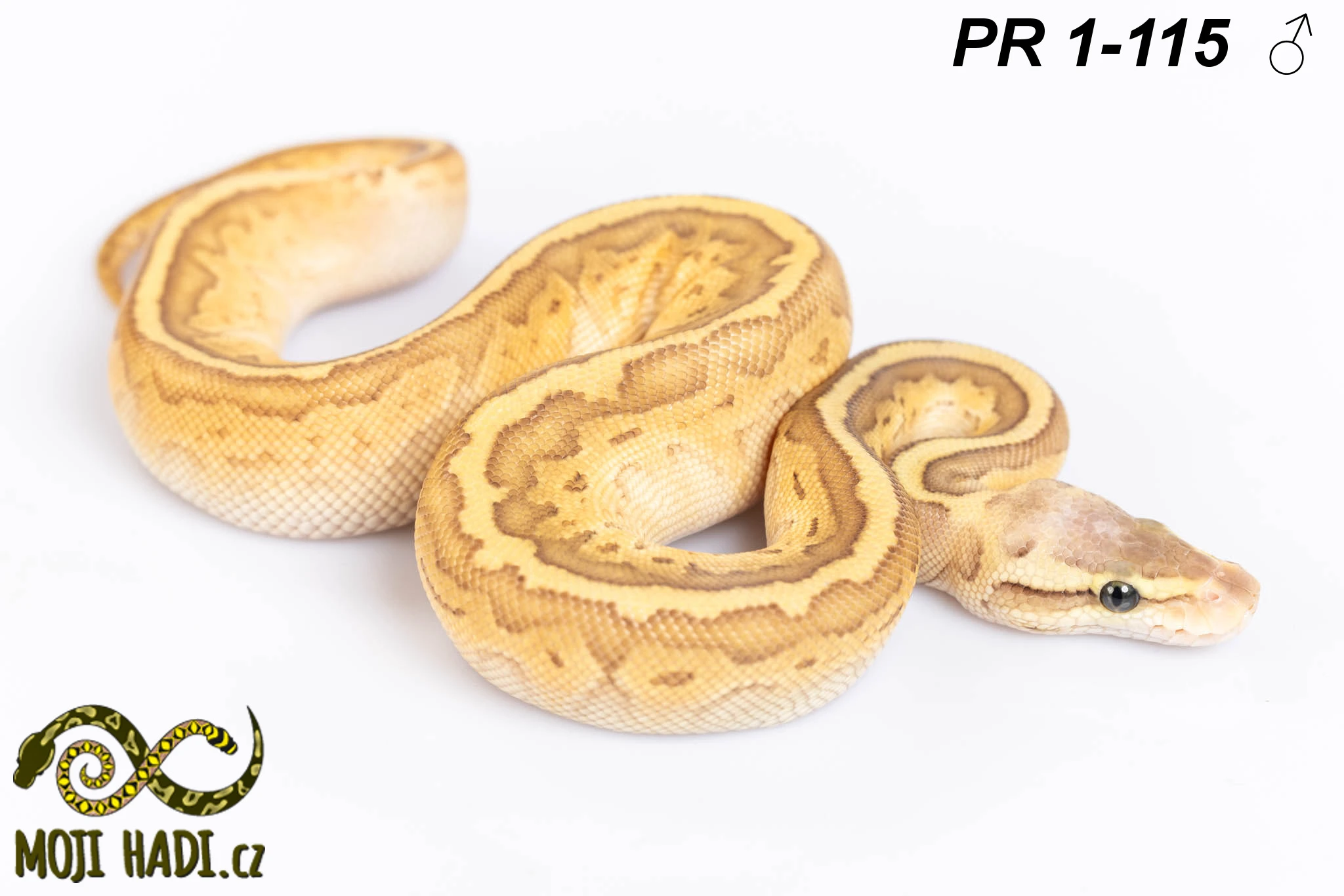 Python regius - Krajta královská