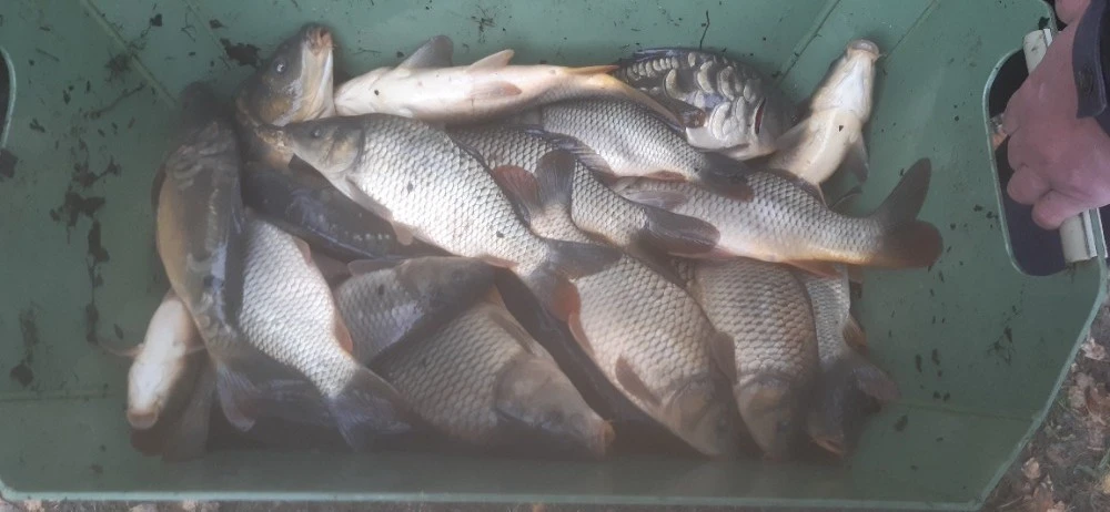 Kapr, plůdek, násada