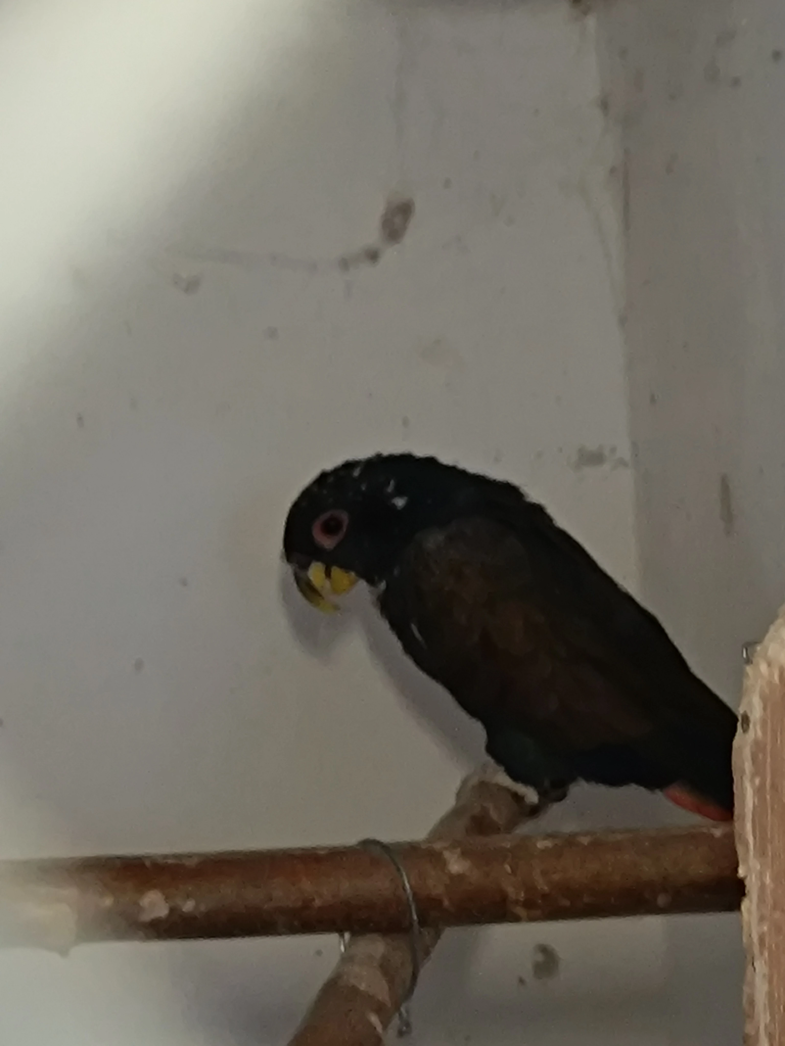 Amazonek bronzovokridli