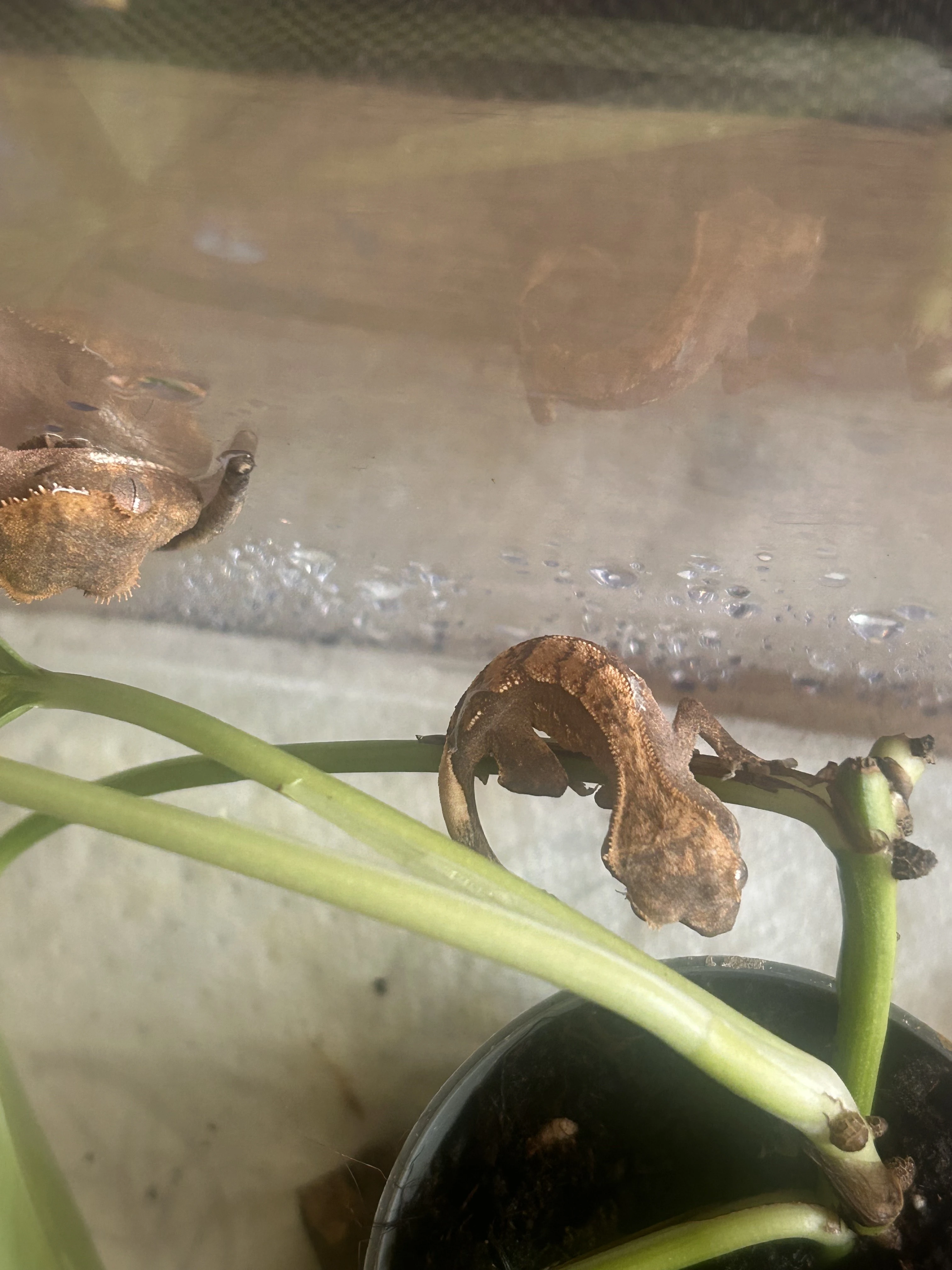 Daruji mláďata pagekona řasnatého