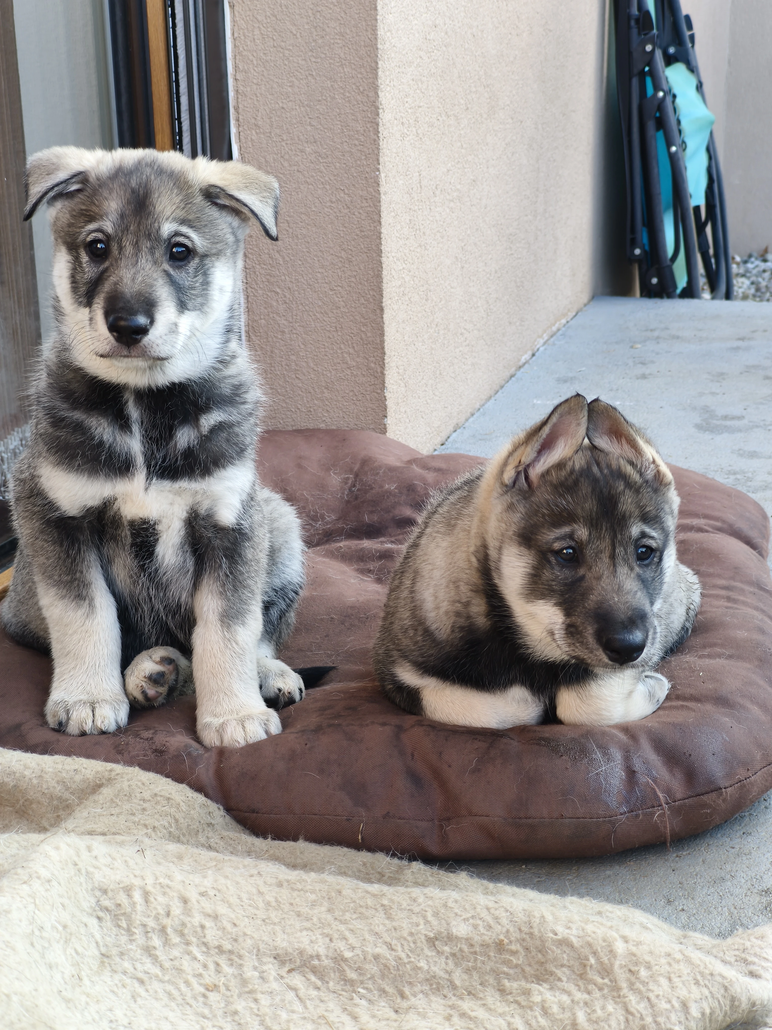 Štěňata západosibiřské lajky