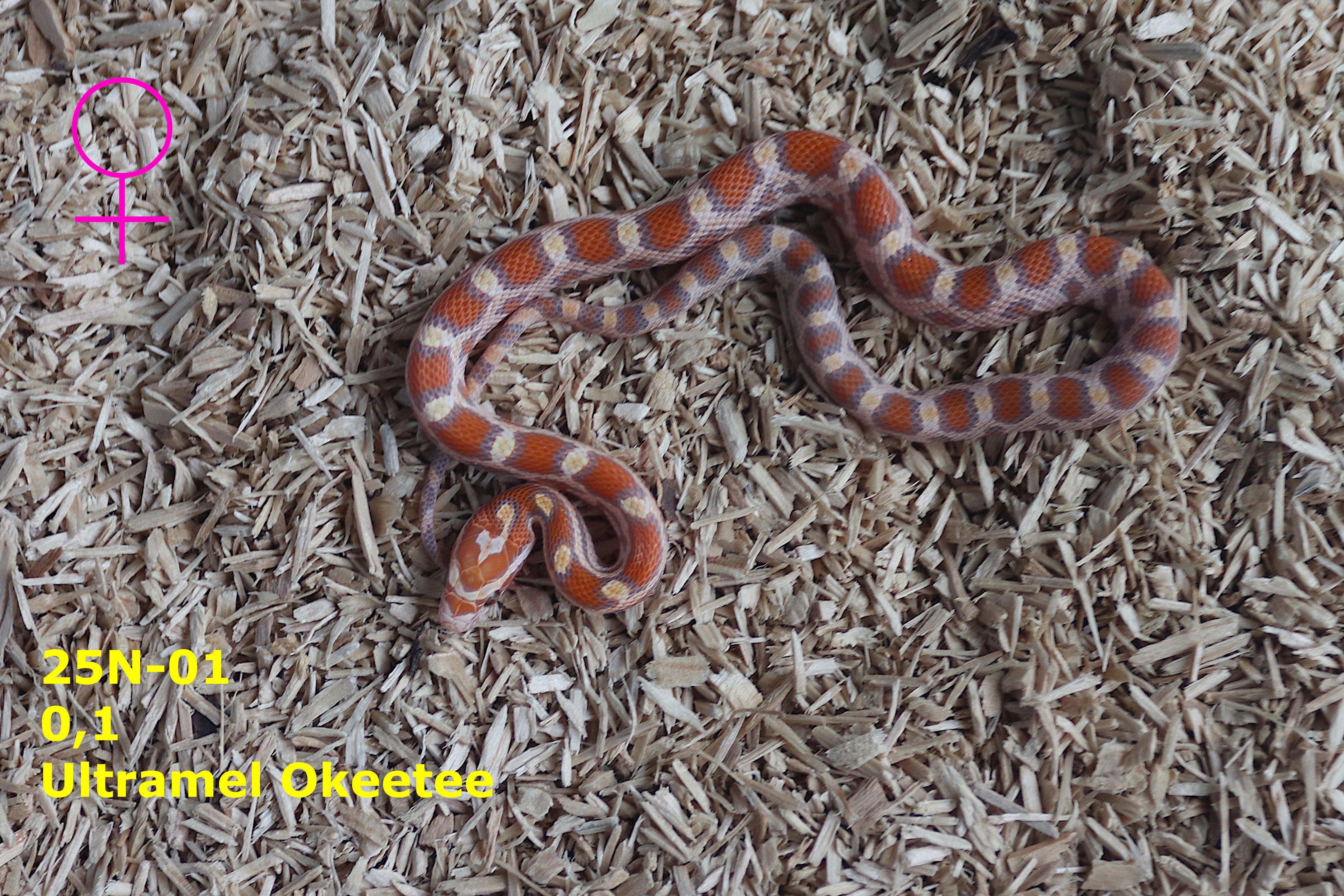 Užovka červená (P. guttatus) - Ultramel Okeetee, ERO, Extreme Okeetee