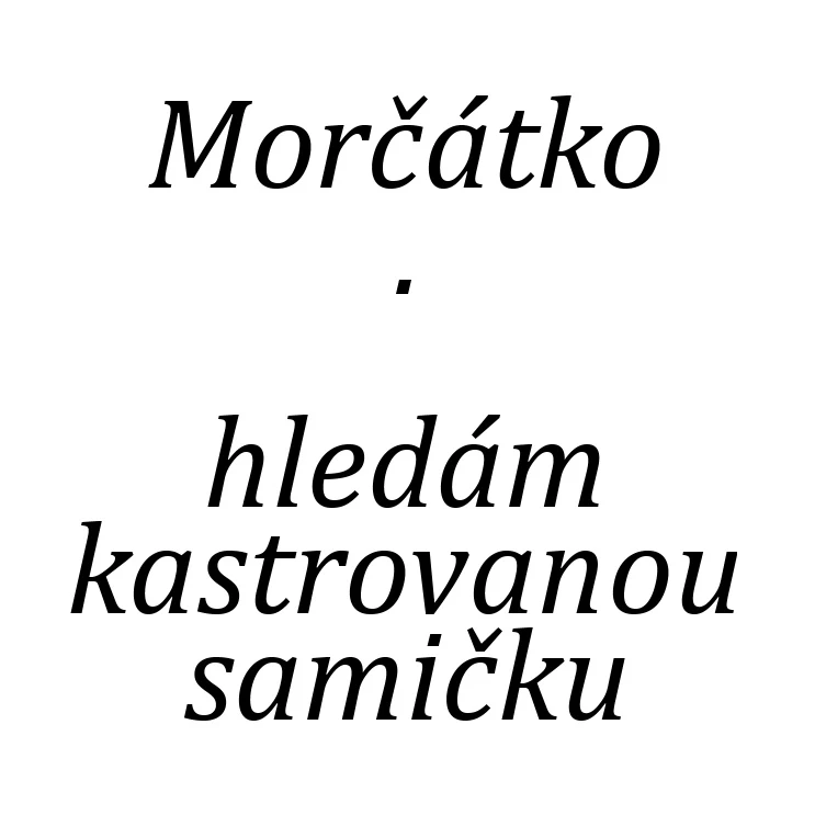 Hledám kastrovanou samičku morčátka