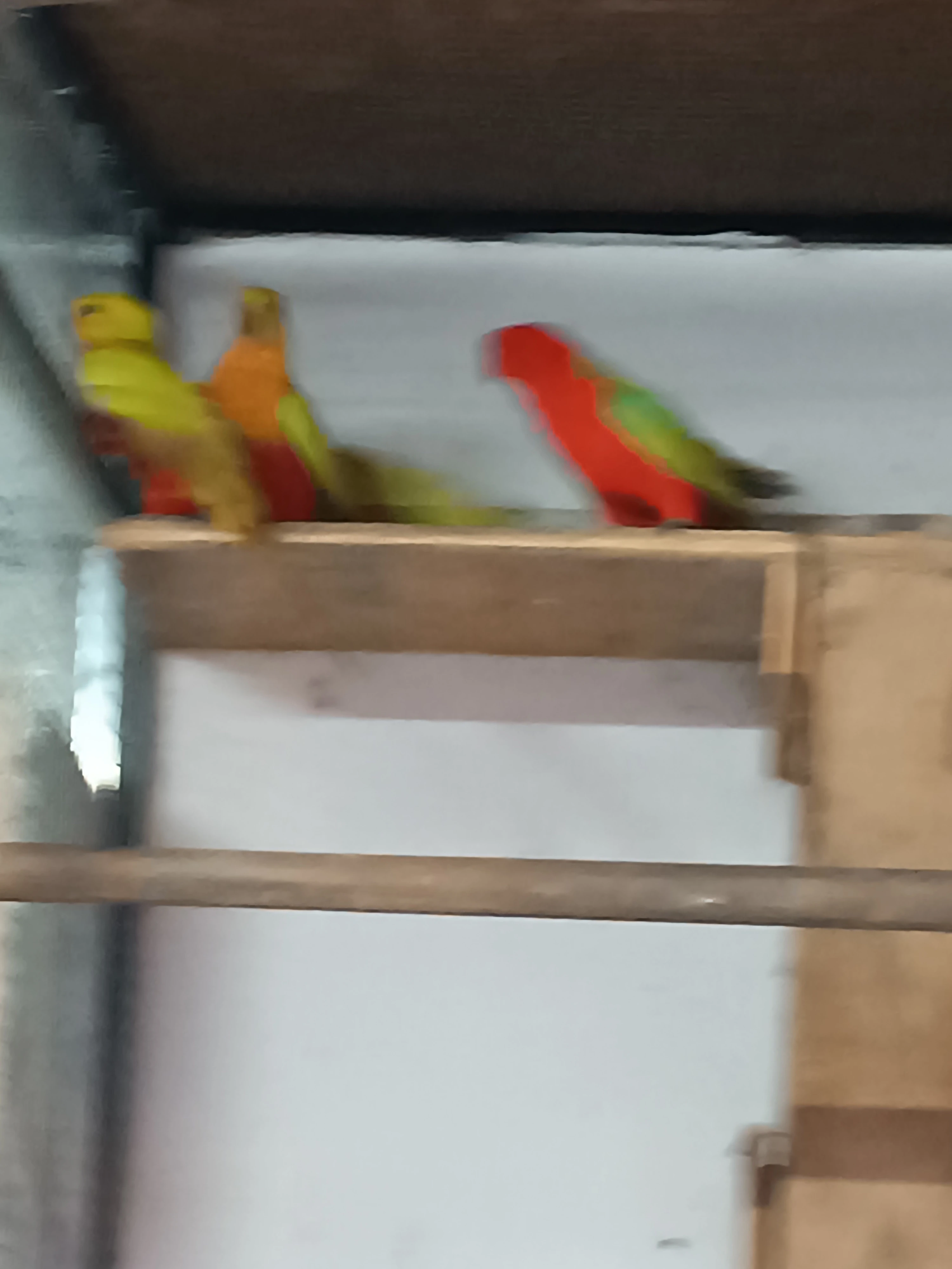 Papagaj kralovsky žlty