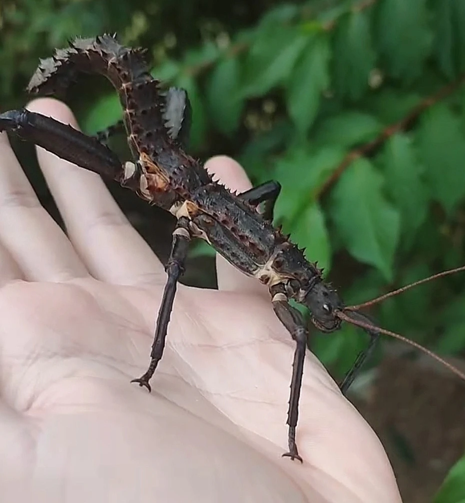 Strašilky Eurycantha horrida "Popondetta"