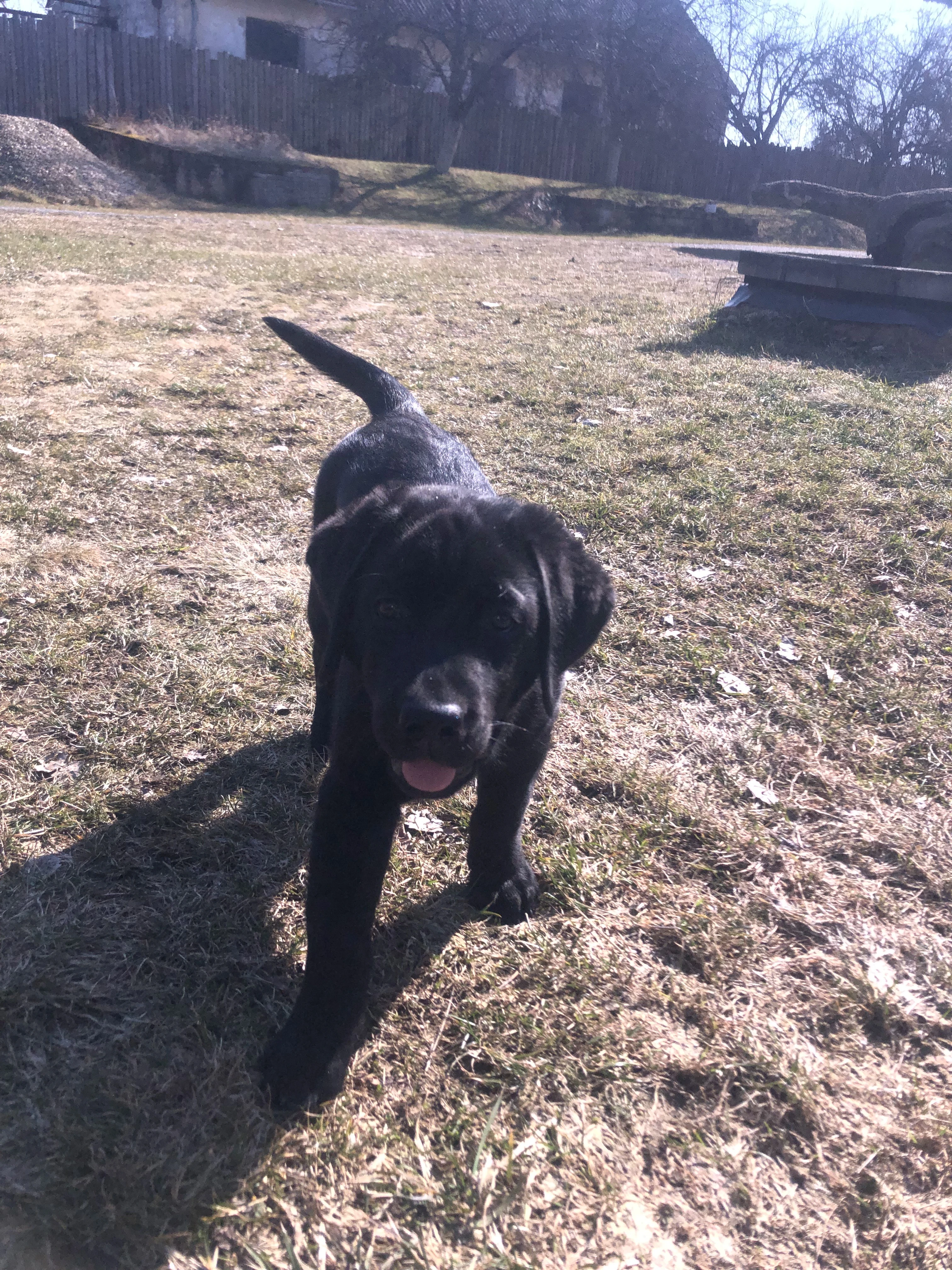 Labradorský retriever s PP