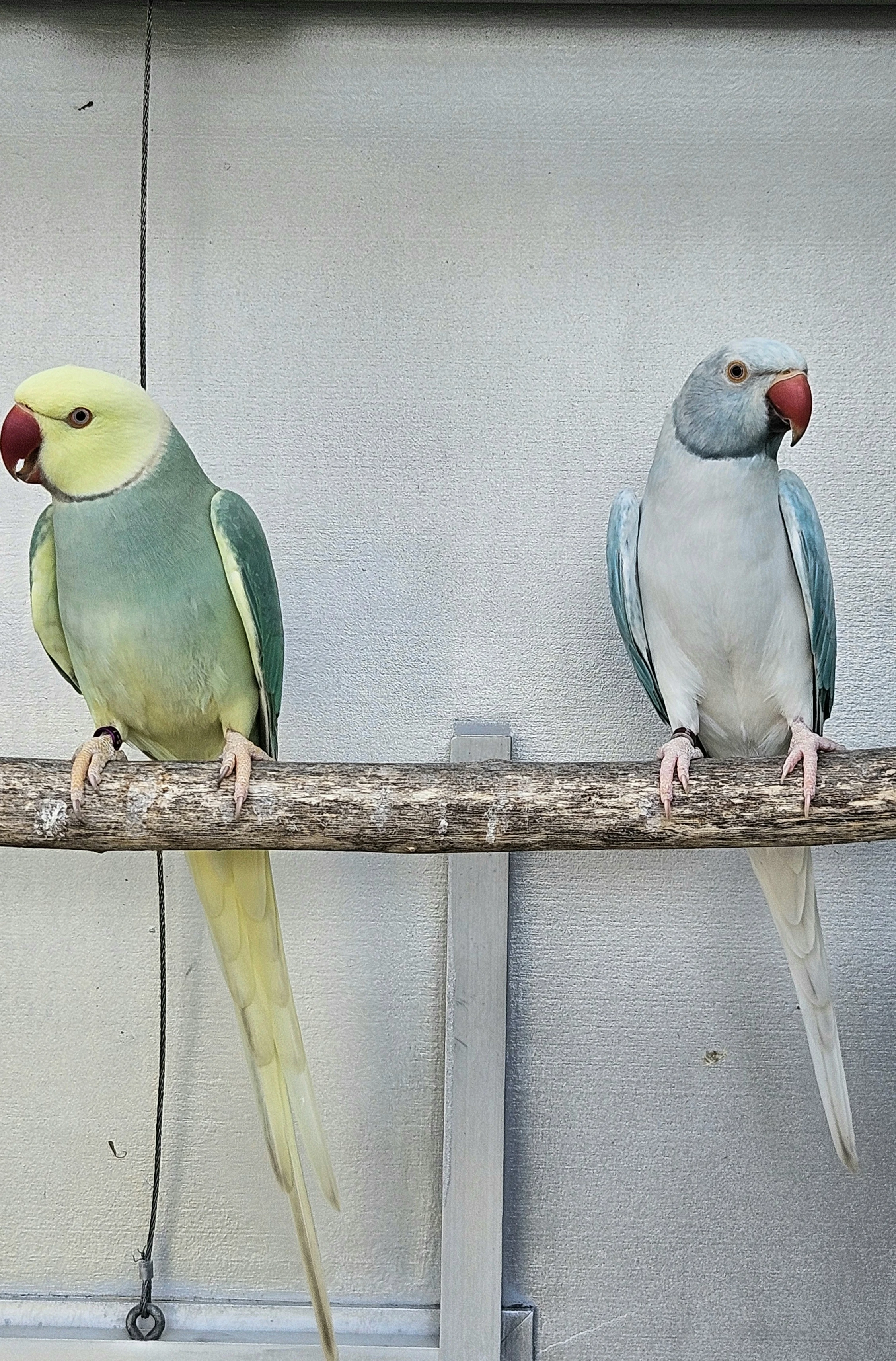 Alexander malý aqua