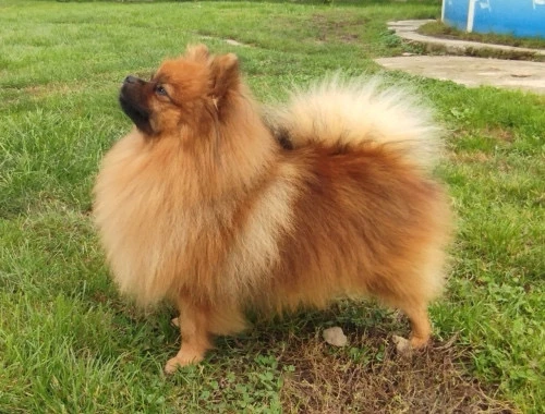 Bereme záznamy na štěňátka malých Německých špiců s PP v barvě orange a or-sable