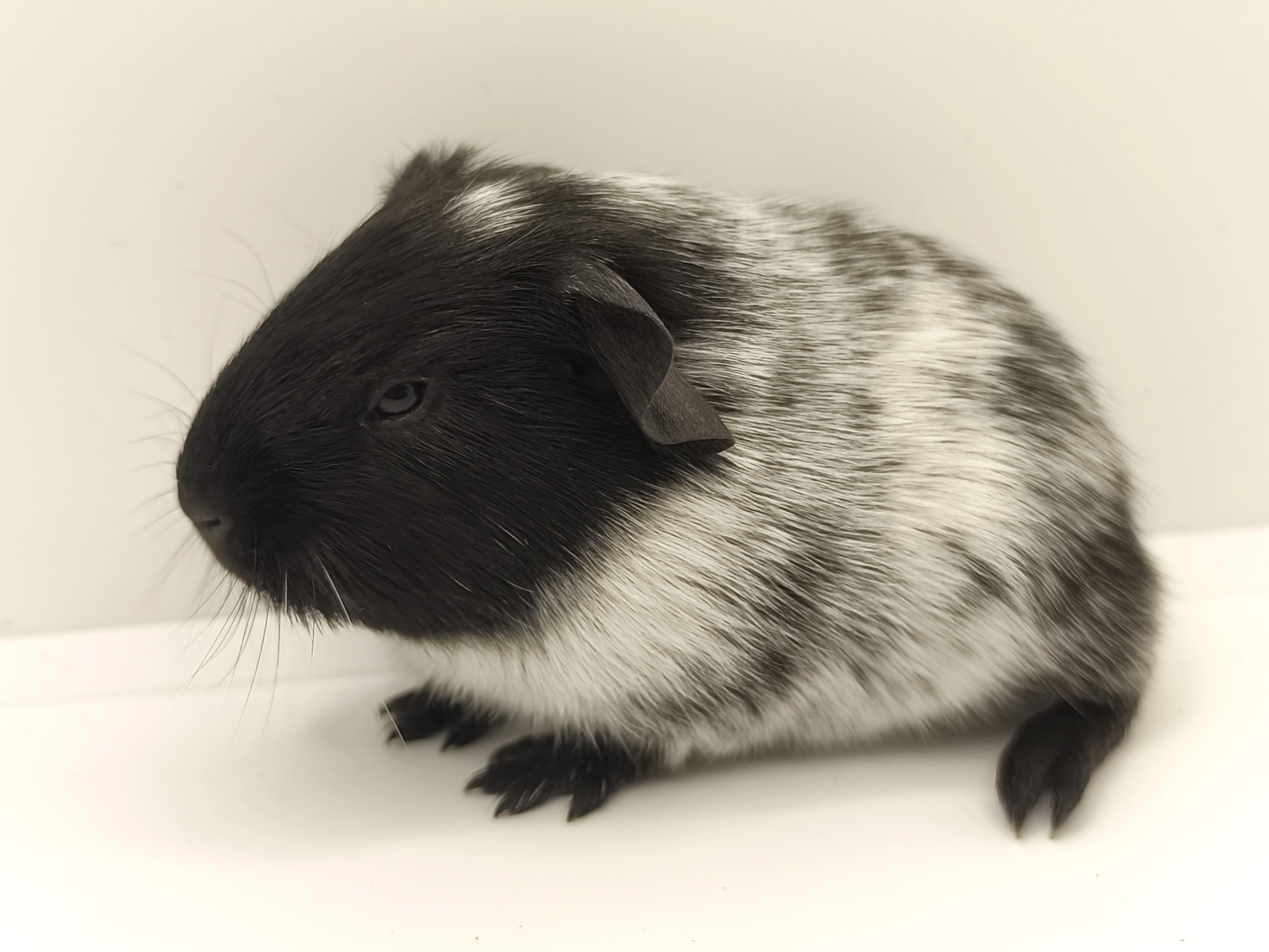 Morče mláďata s PP