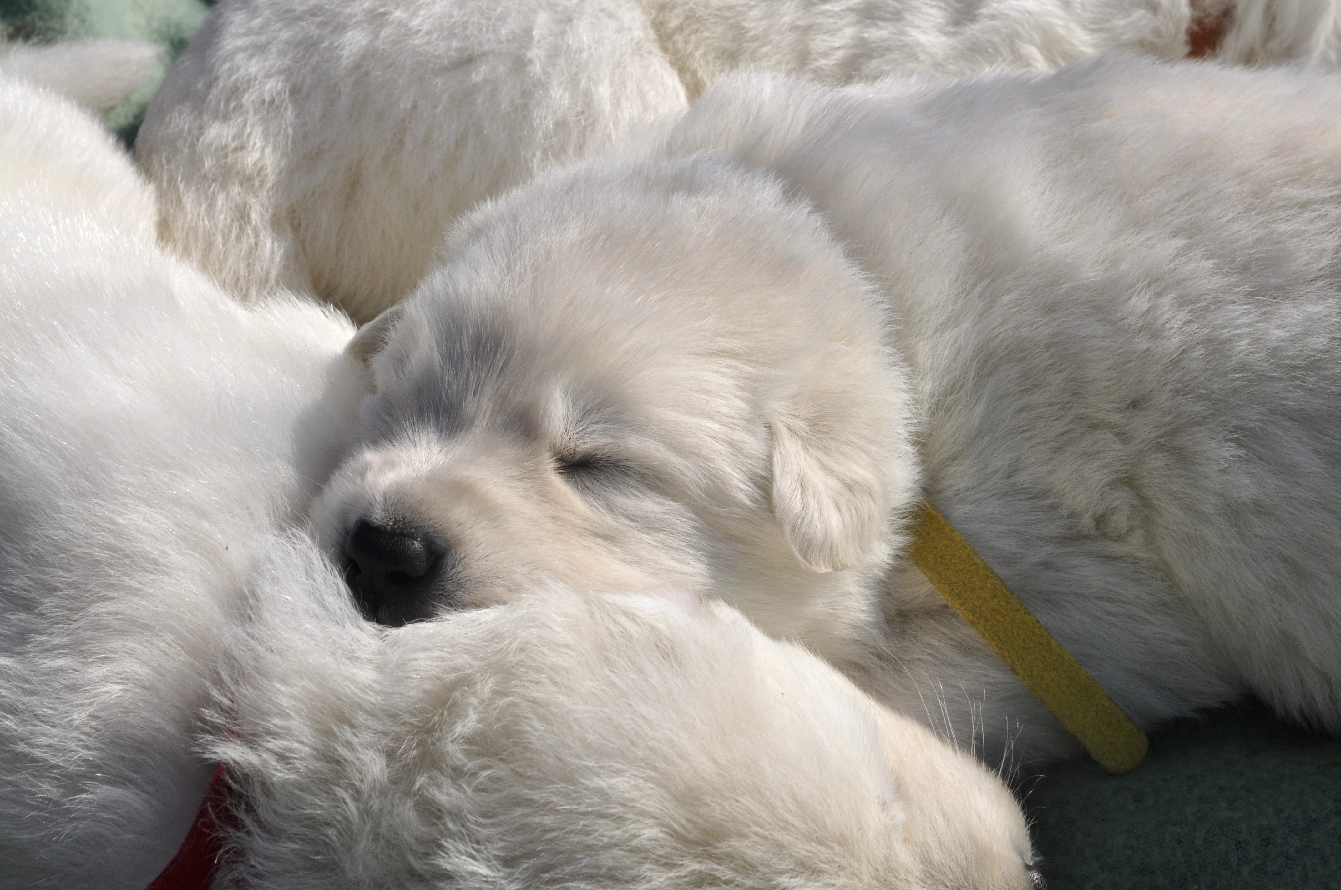 Bílý švýcarský ovčák - valentýnská štěňátka s PP