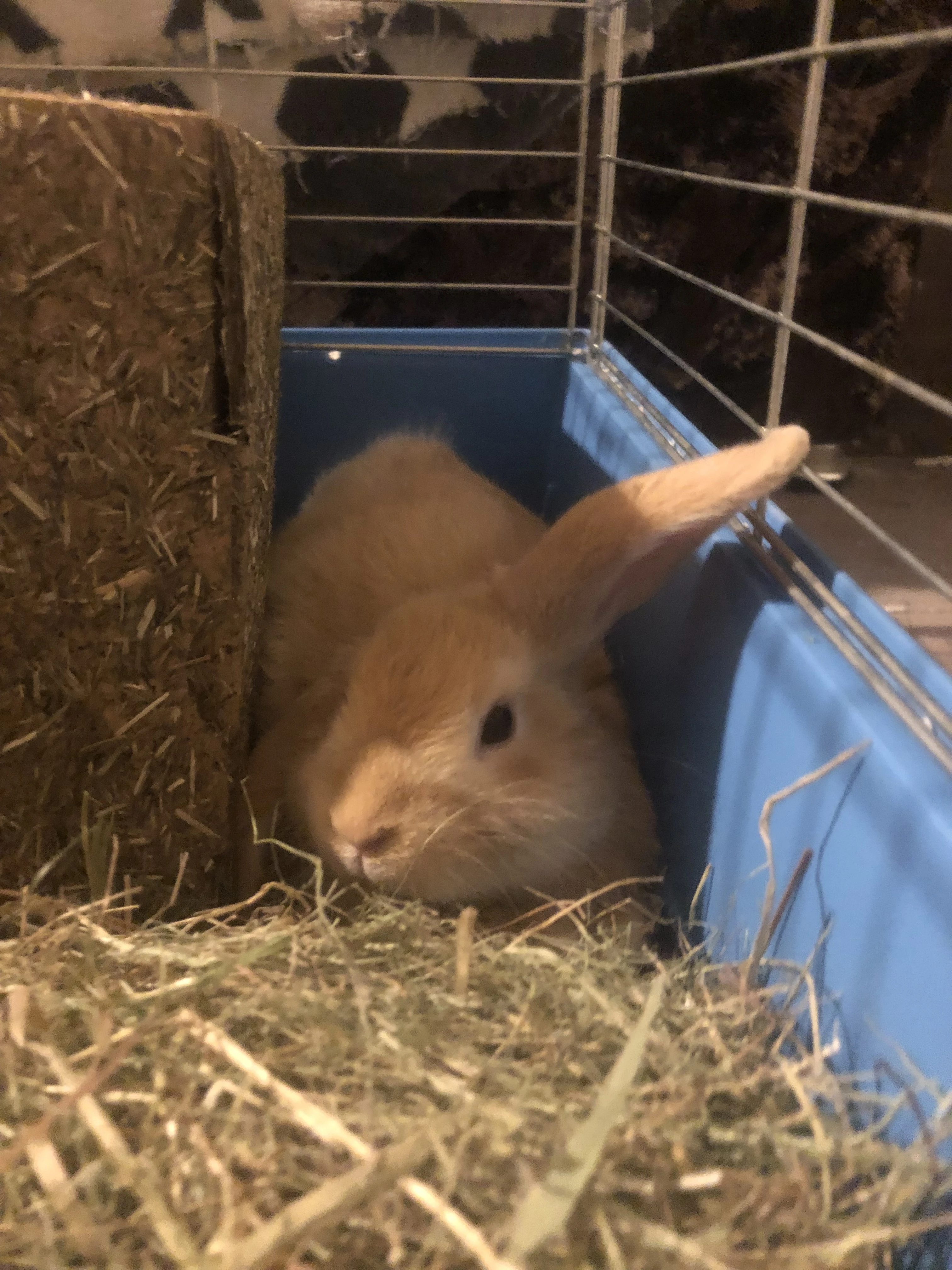 Prodej zakrsleho kralíčka