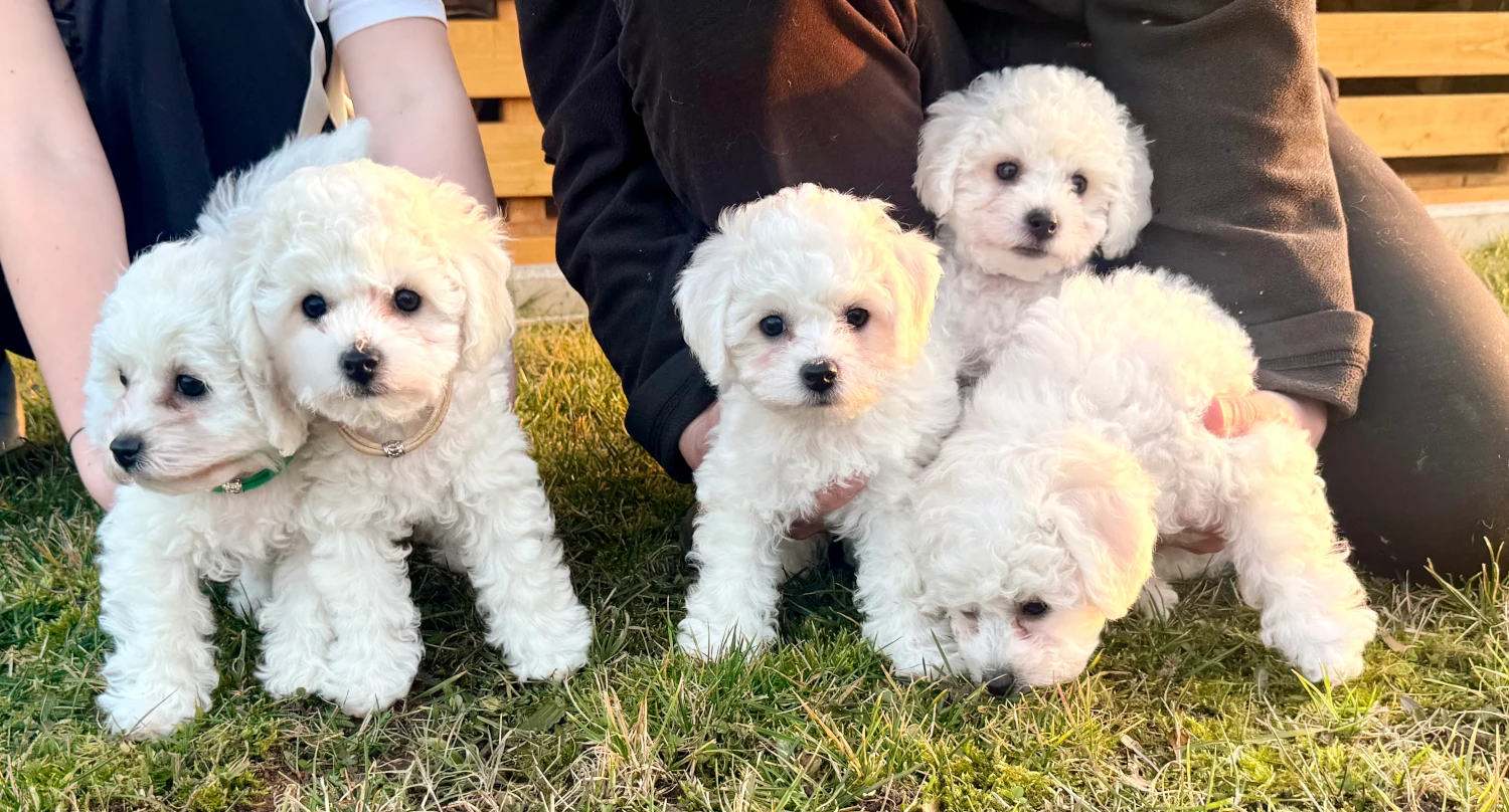 Štěnátka s PP Bichon a poil frise, Bišonek