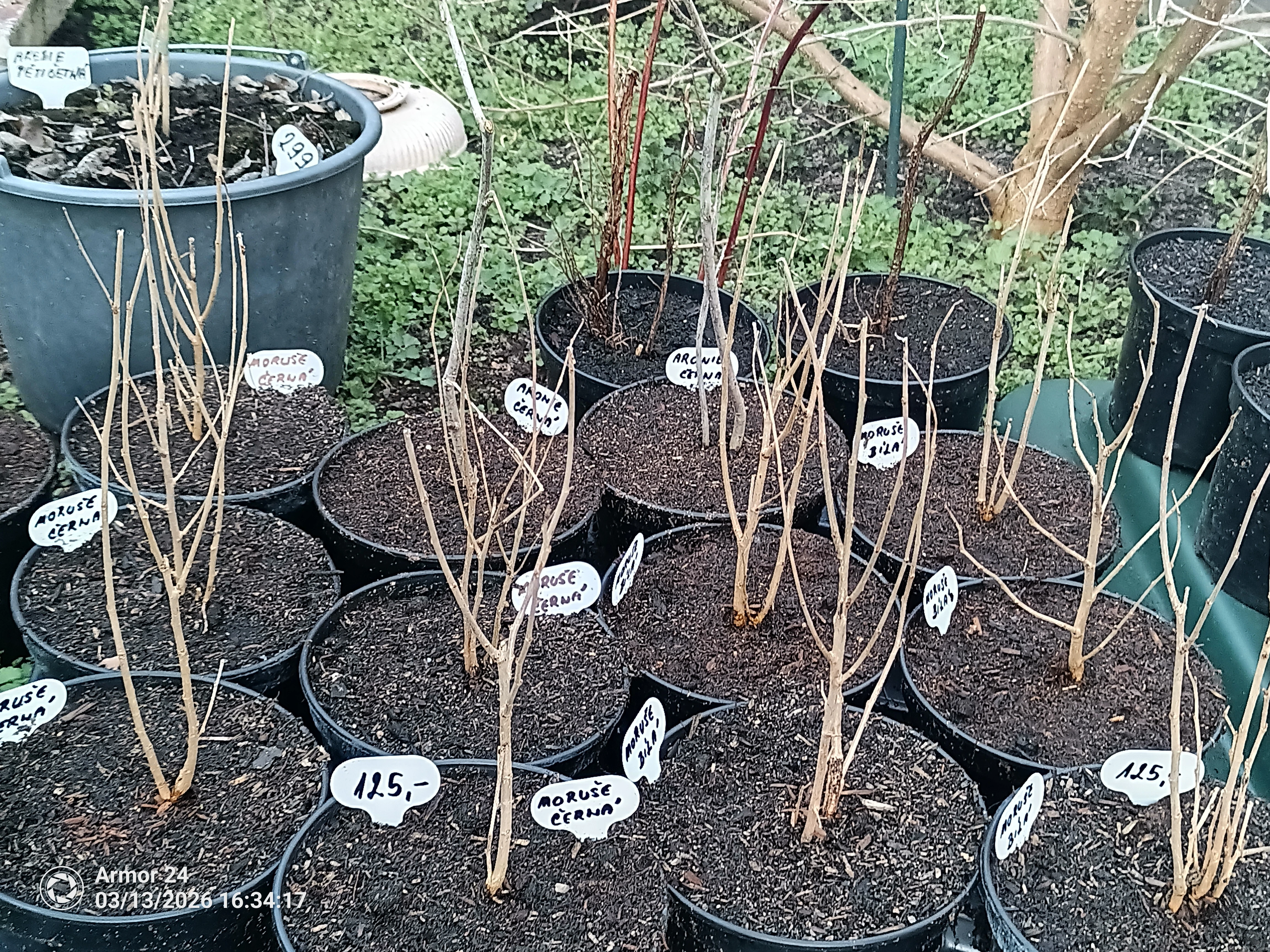 Moruše černá a bílá