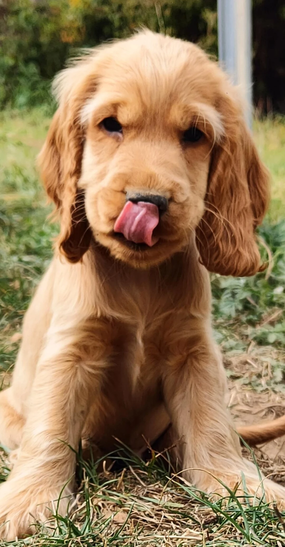 Anglický Kokršpaněl