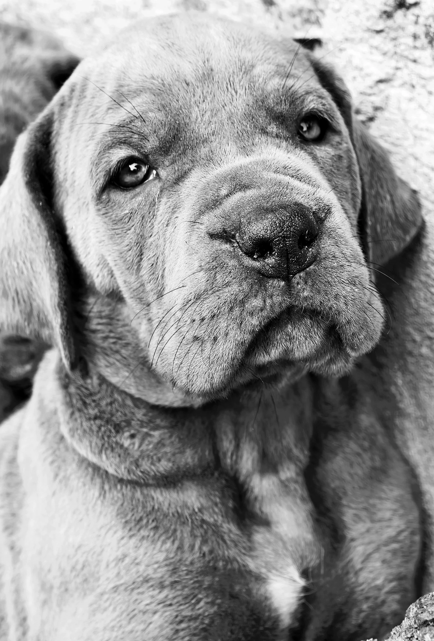 Německá doga s PP (FCI) - modrá fenka