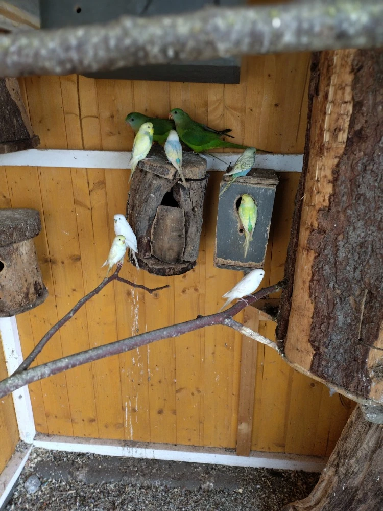 Prodám loňské andulky