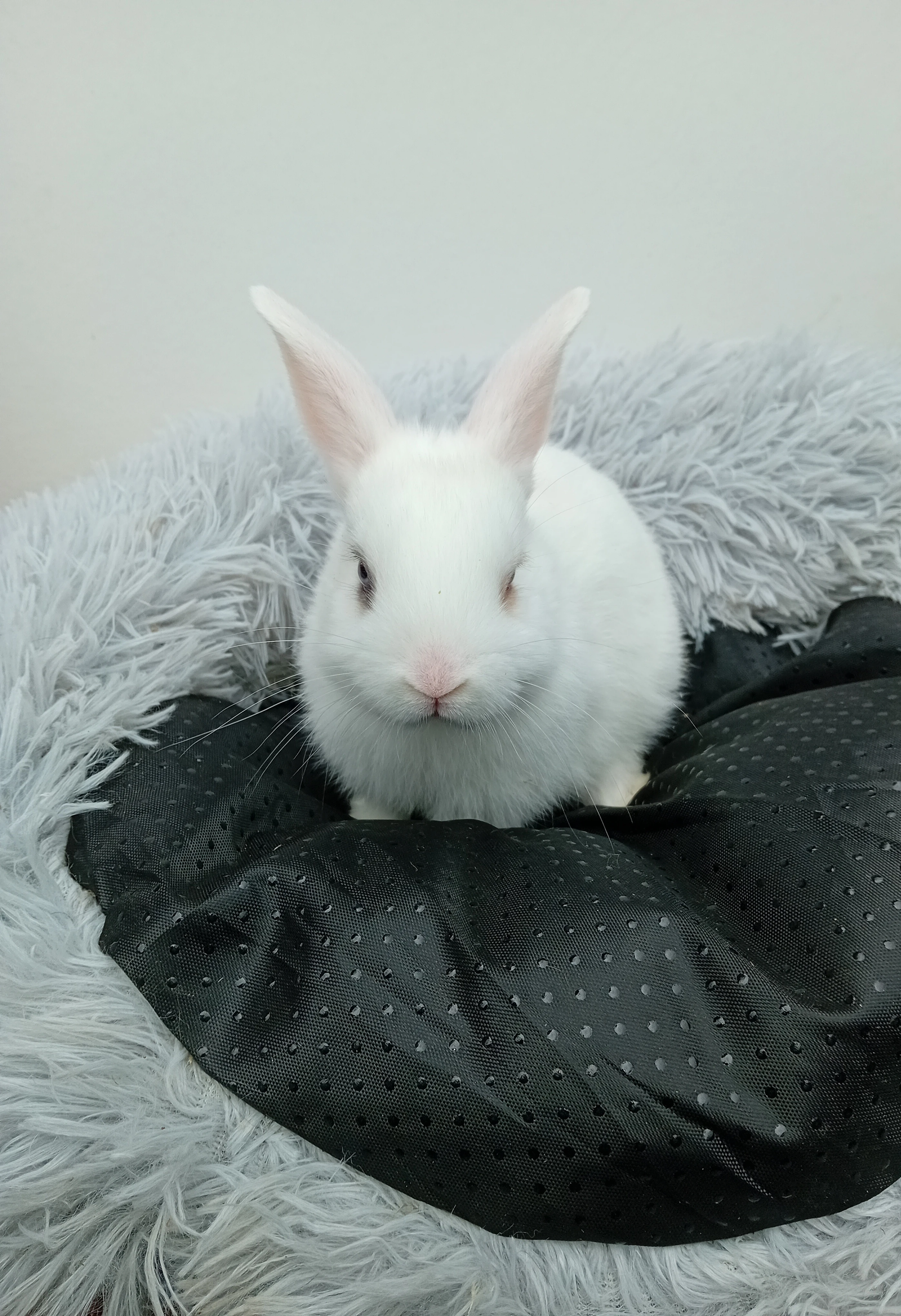 Zakrslý králíček I2