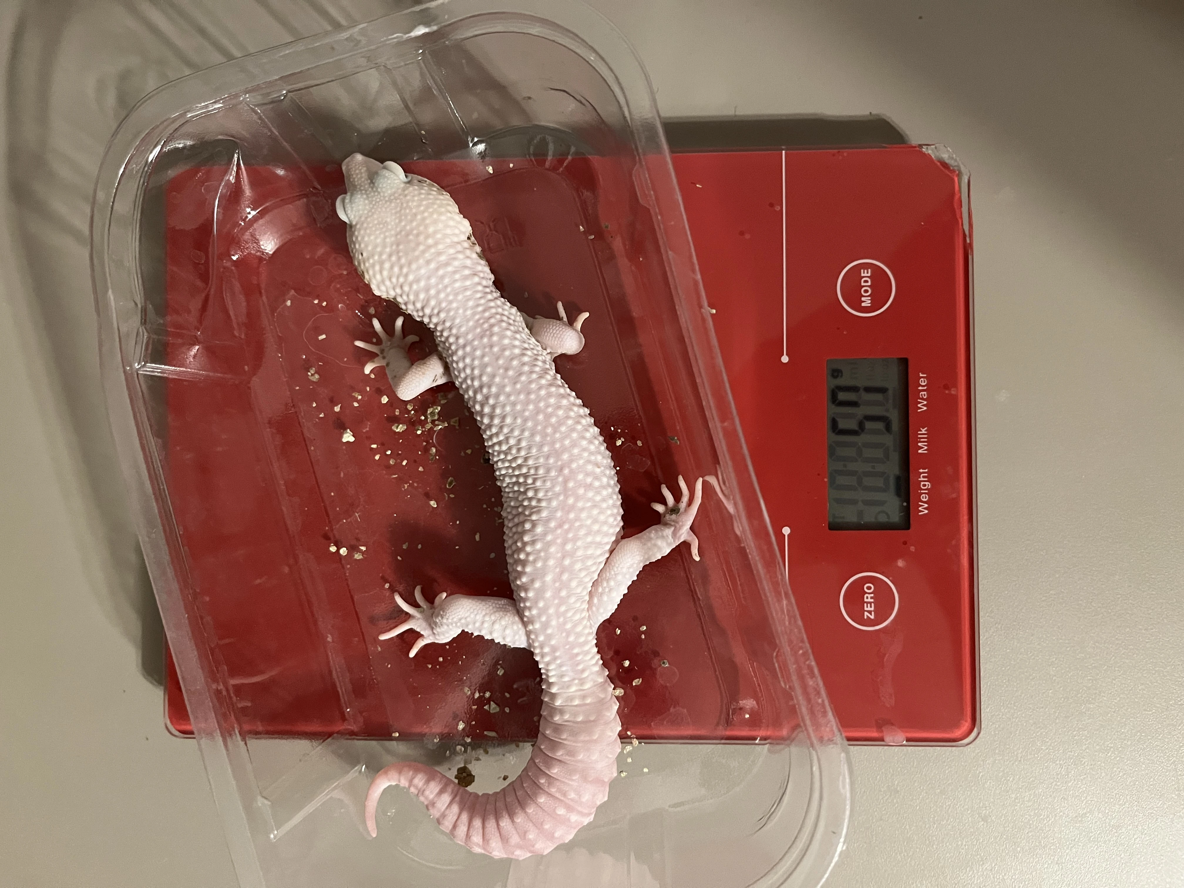 Prodám gekončíka nočního