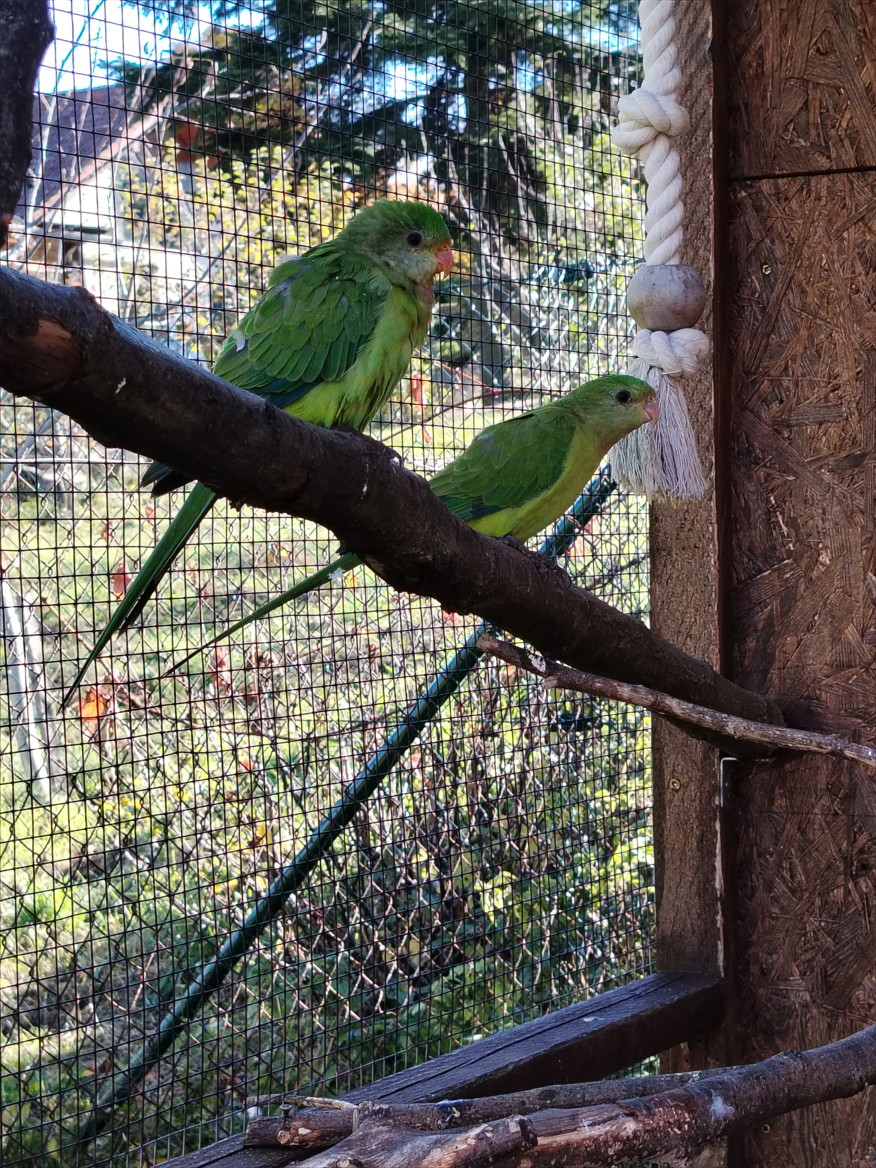 Papoušek nádherný loňský odchov