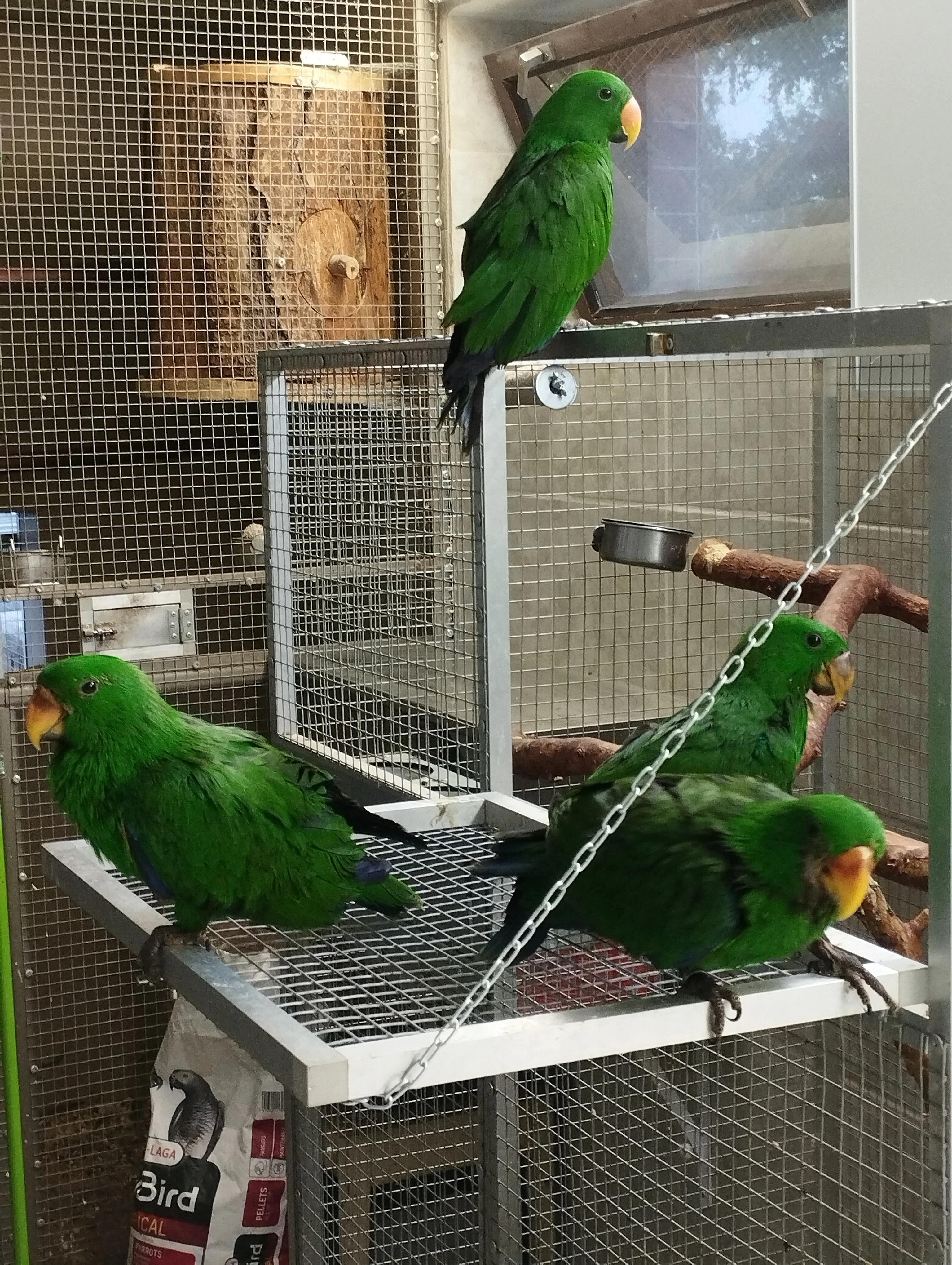 2.1 eklektus různobarvý vosmayeri