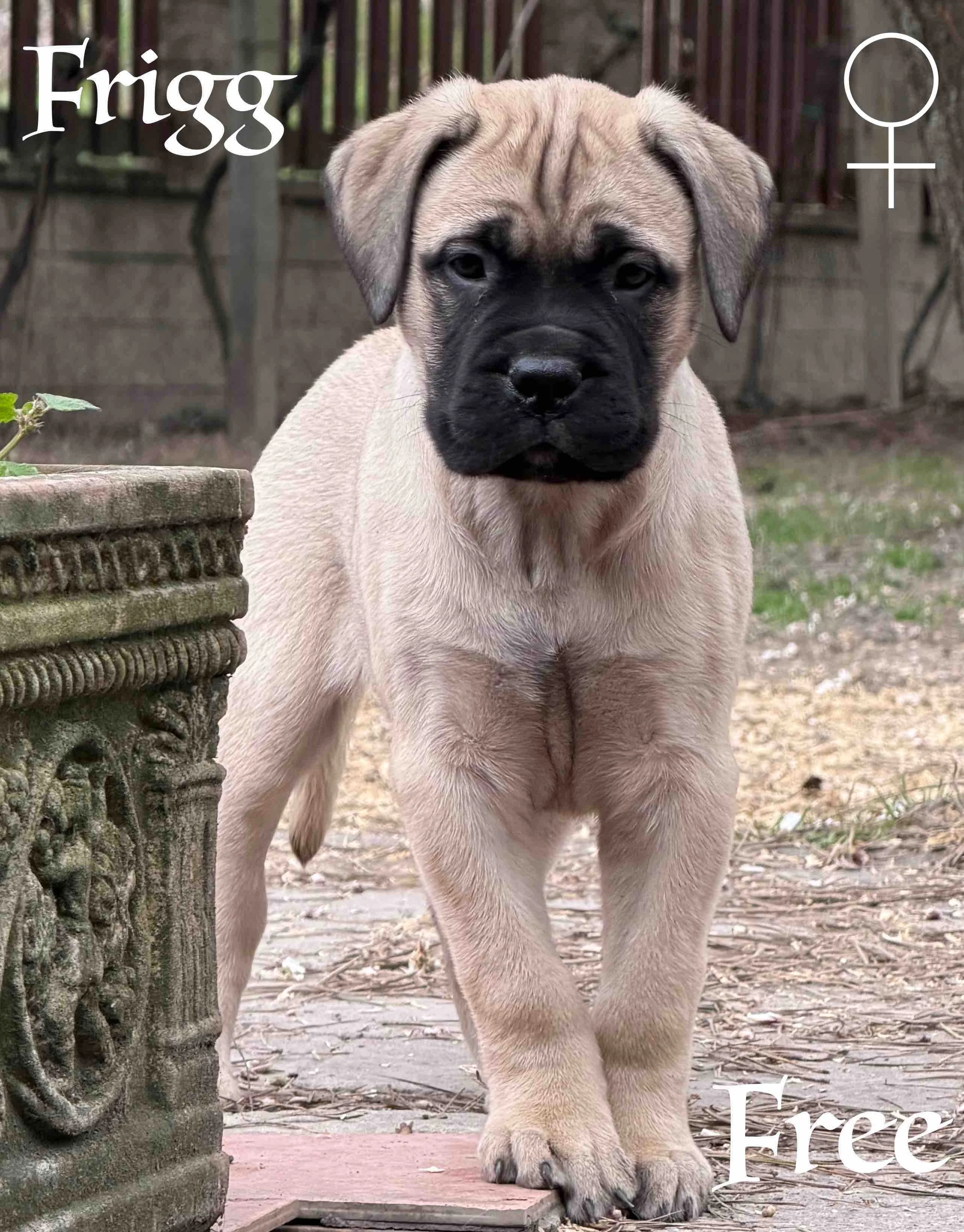 CHS plemena Bullmastiff - predaj TOP šteniatok z vrhu F