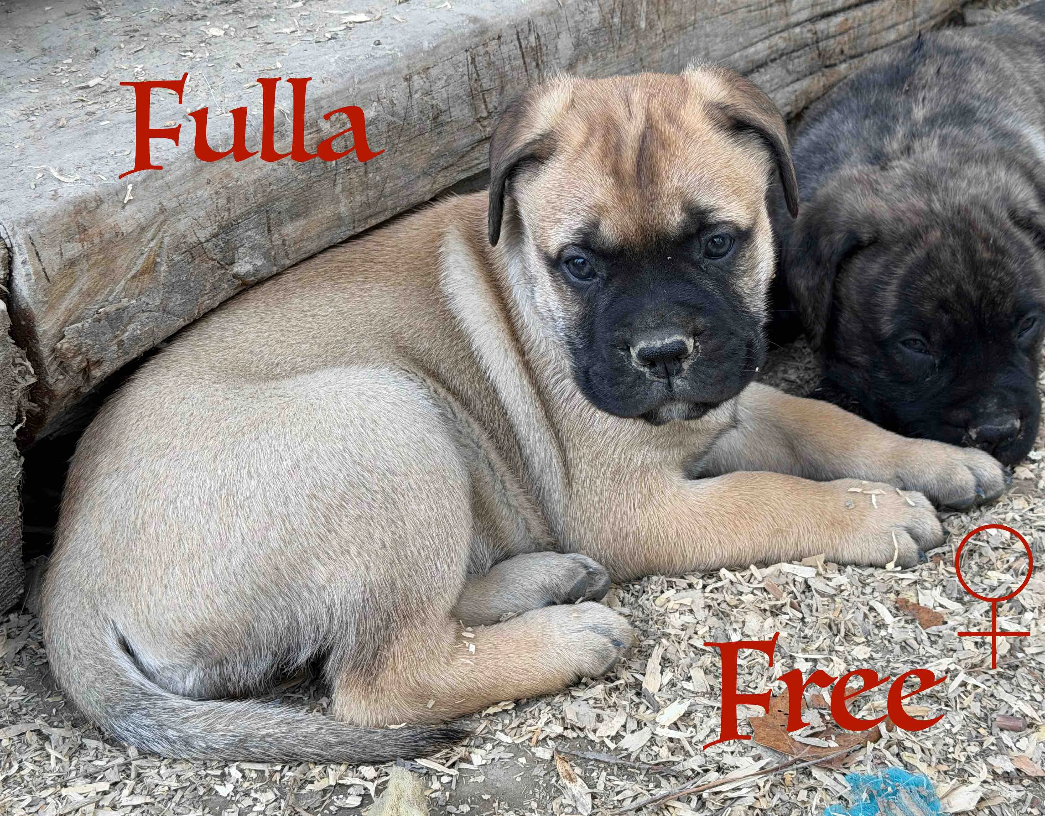 CHS plemena Bullmastiff - predaj TOP šteniatok z vrhu F