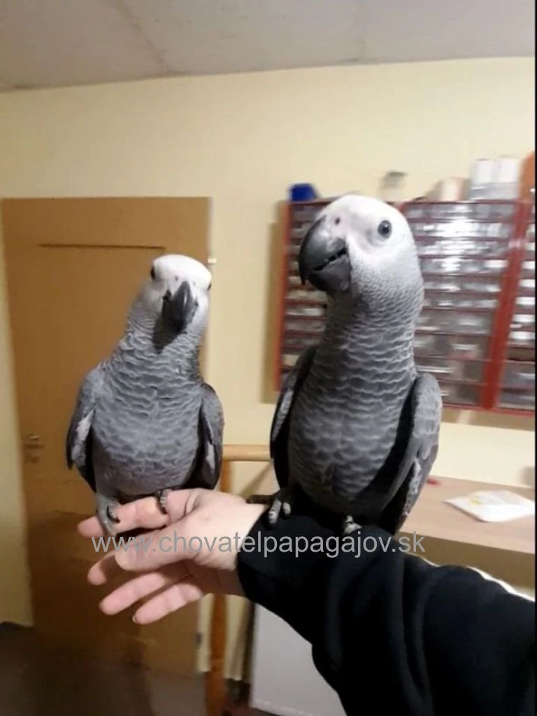 Žako kongo - krotké, ručne dokŕmené mláďatá