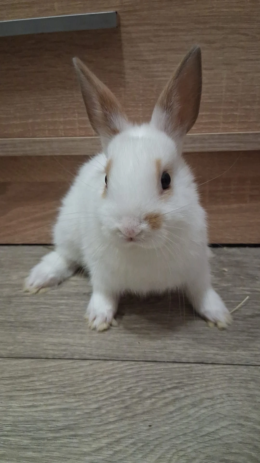 Prodám zakrsleho králíčka