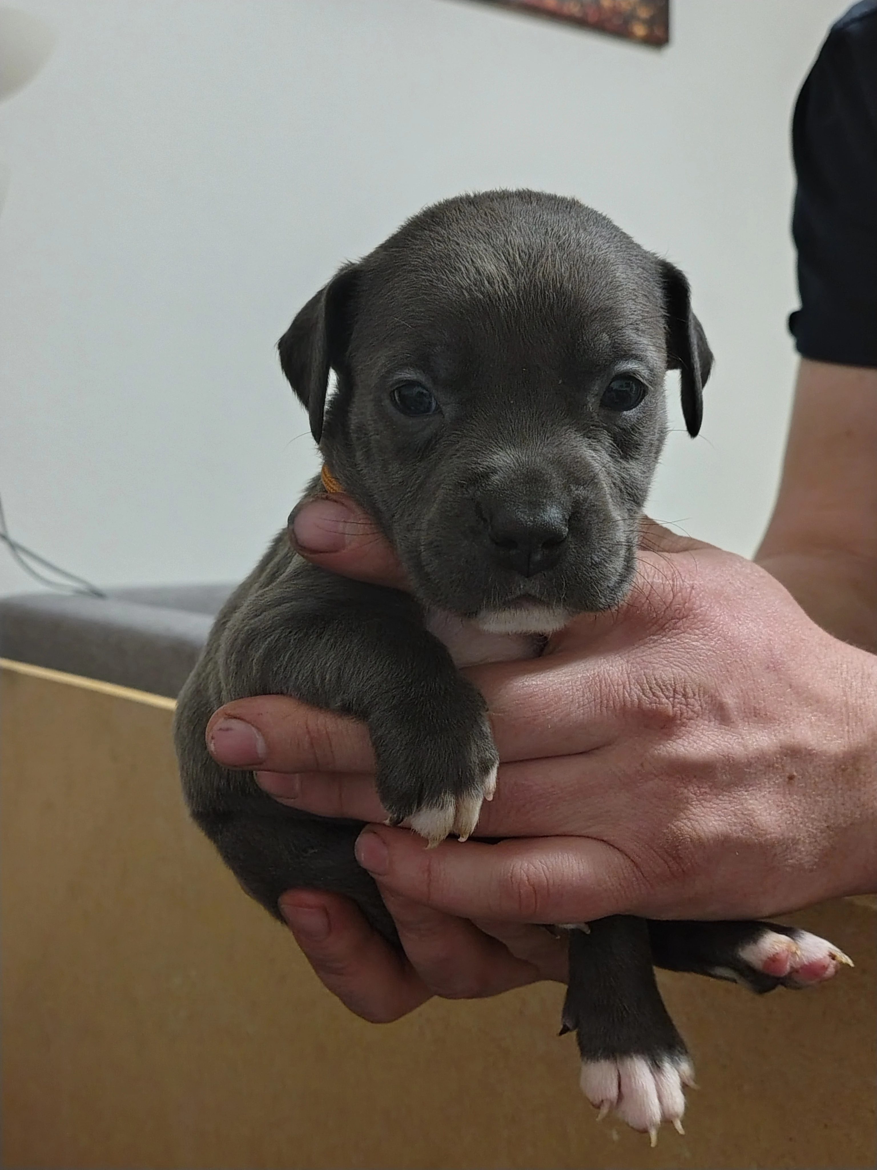 Americký stafordšírský teriér