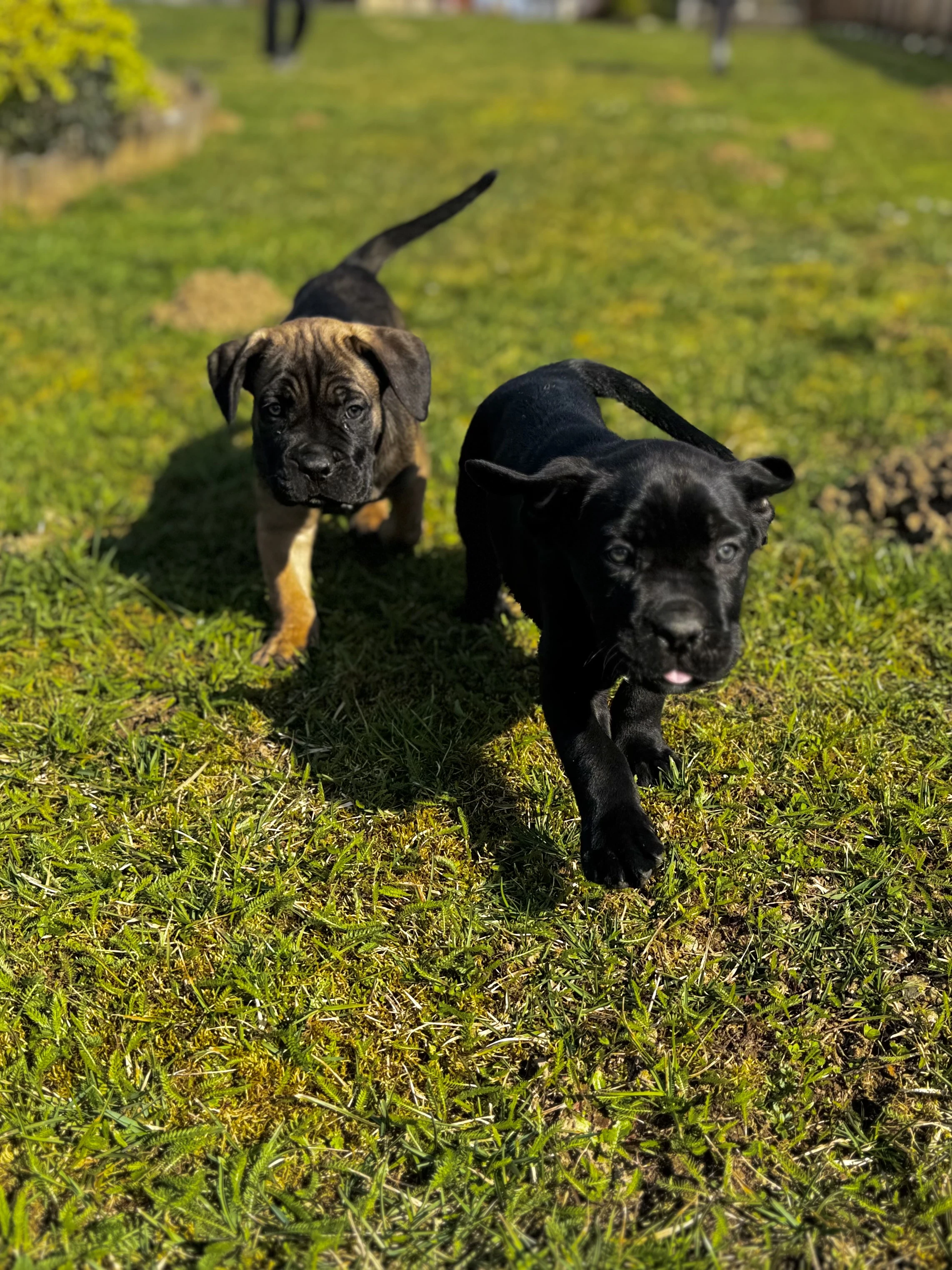 Štěňátka Cane Corso s PP