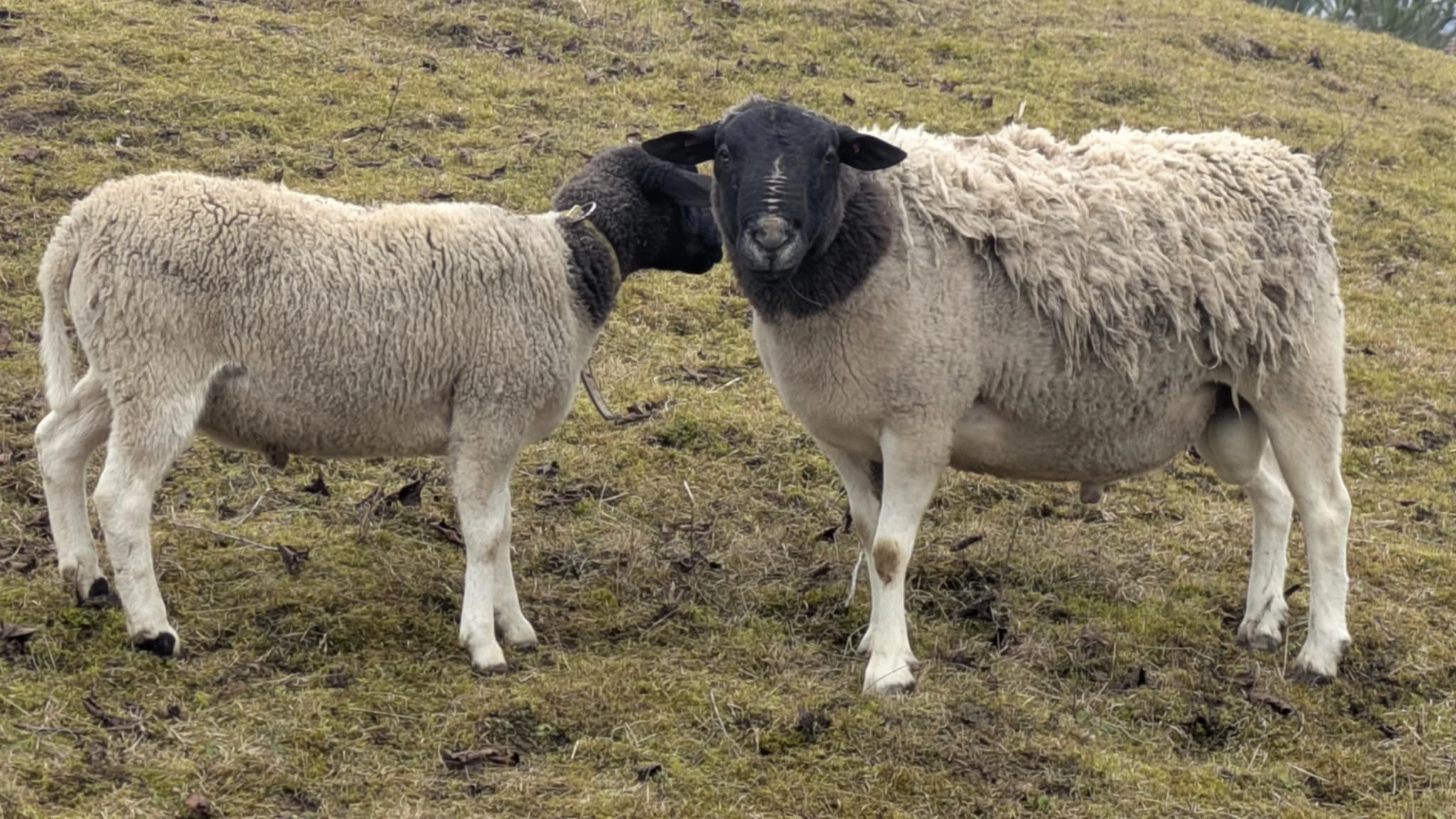 Chovný plamenný beran