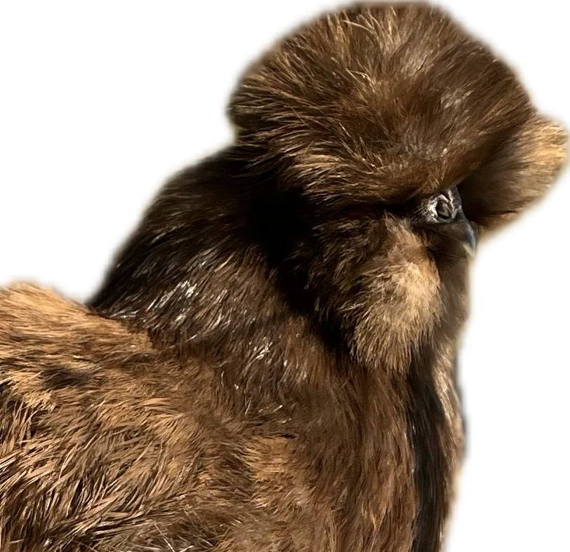 Násadová vejce hedvábnička velká vousatá - výstavní chov