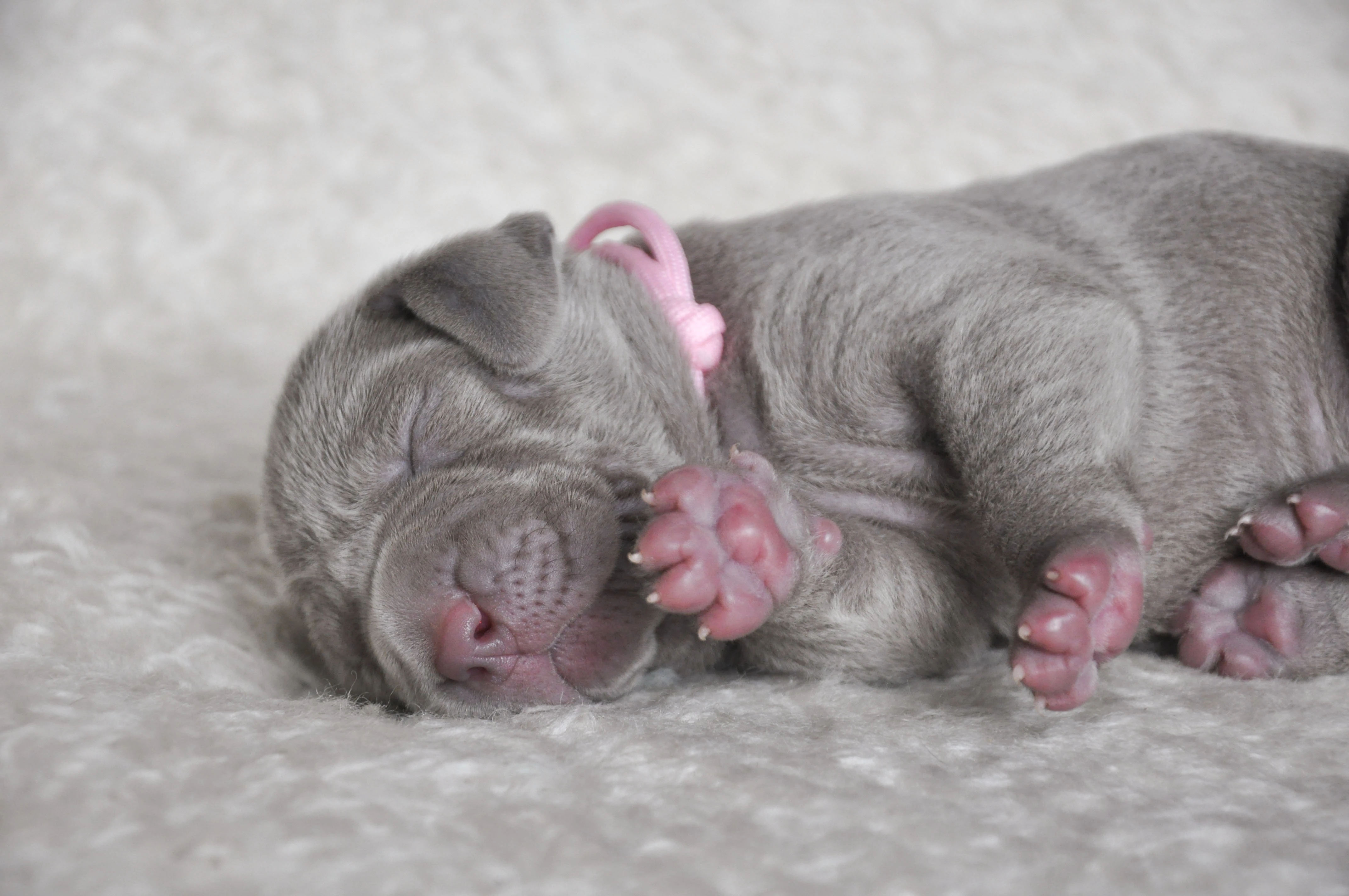 Výmarský ohař krátkosrstý - štěňátko fenka s PP