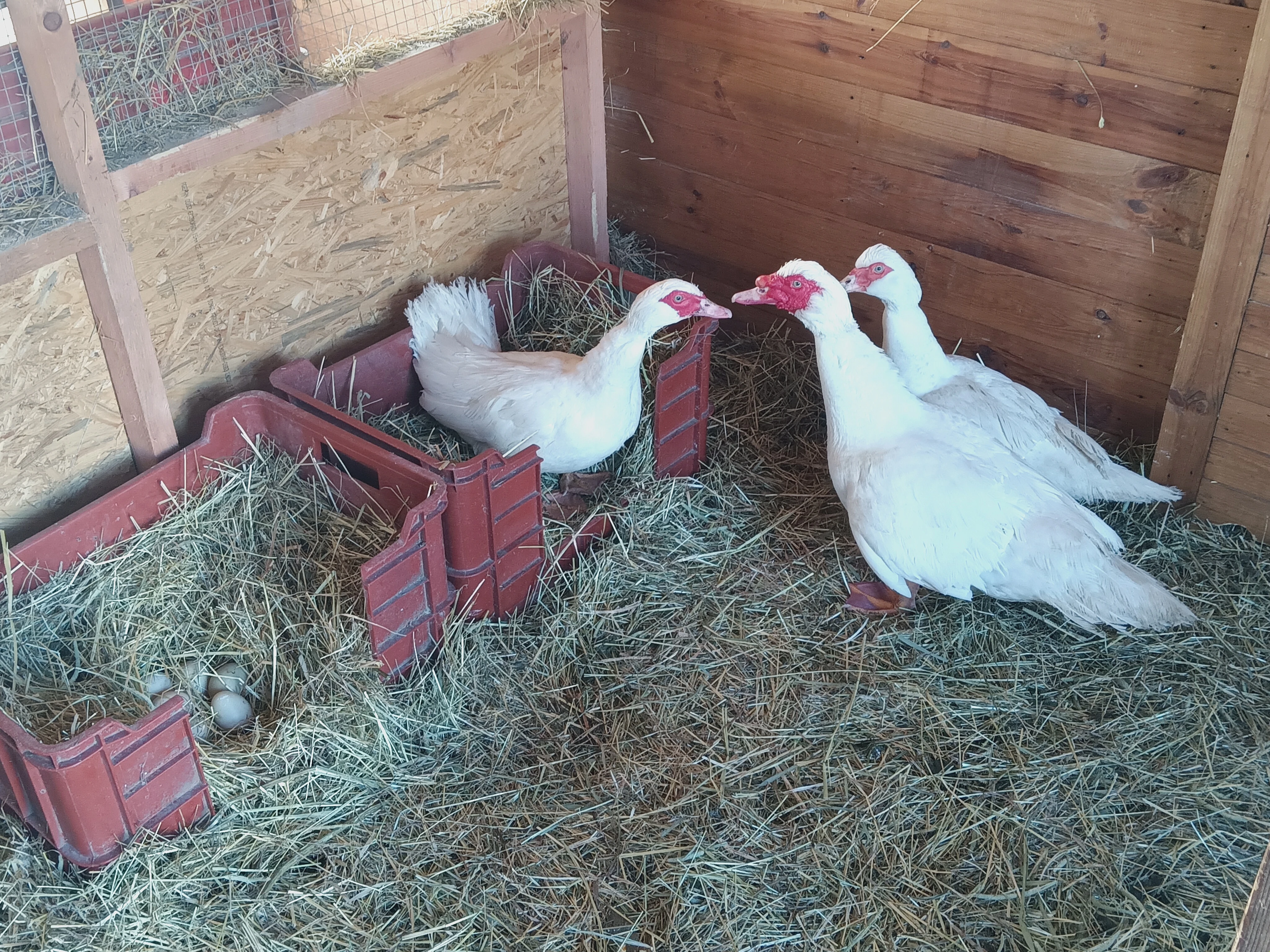 Kachny pyžmové - bílé barvy