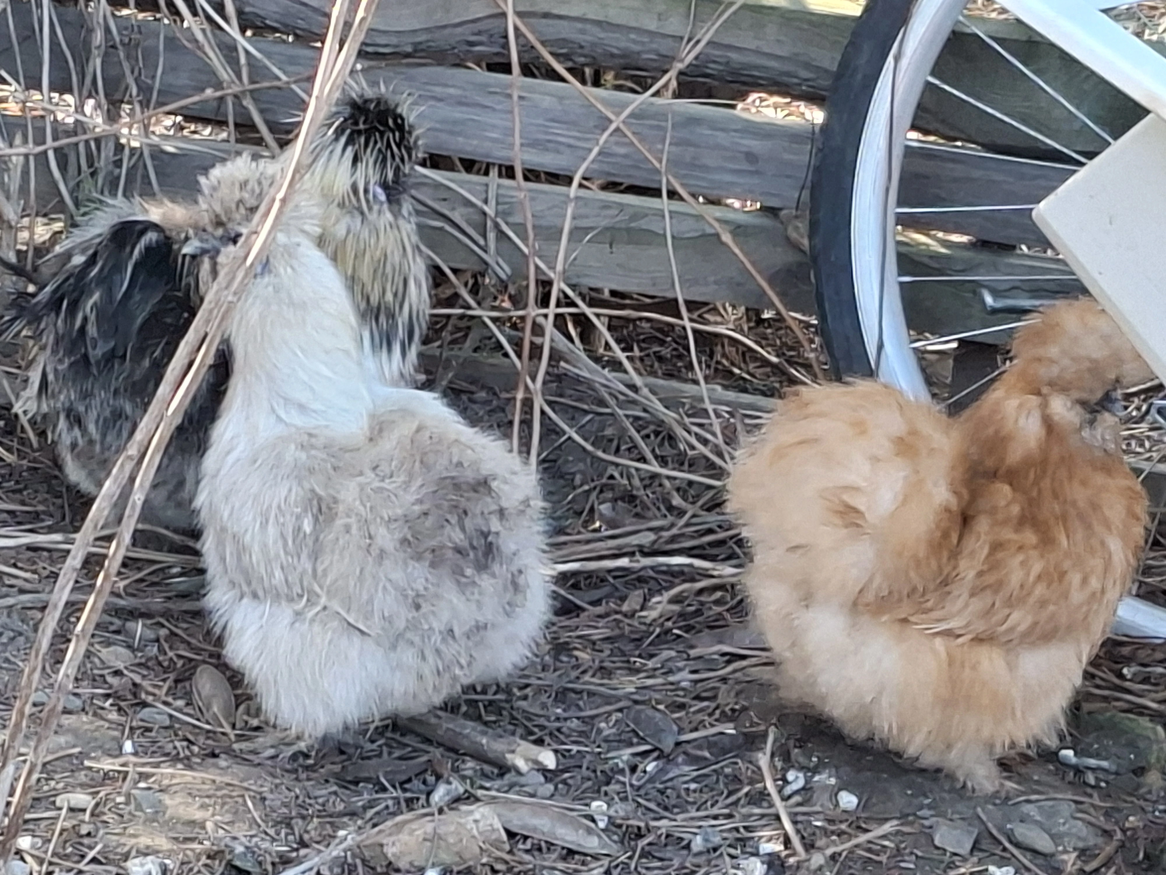 Prodám hedvábničky velké