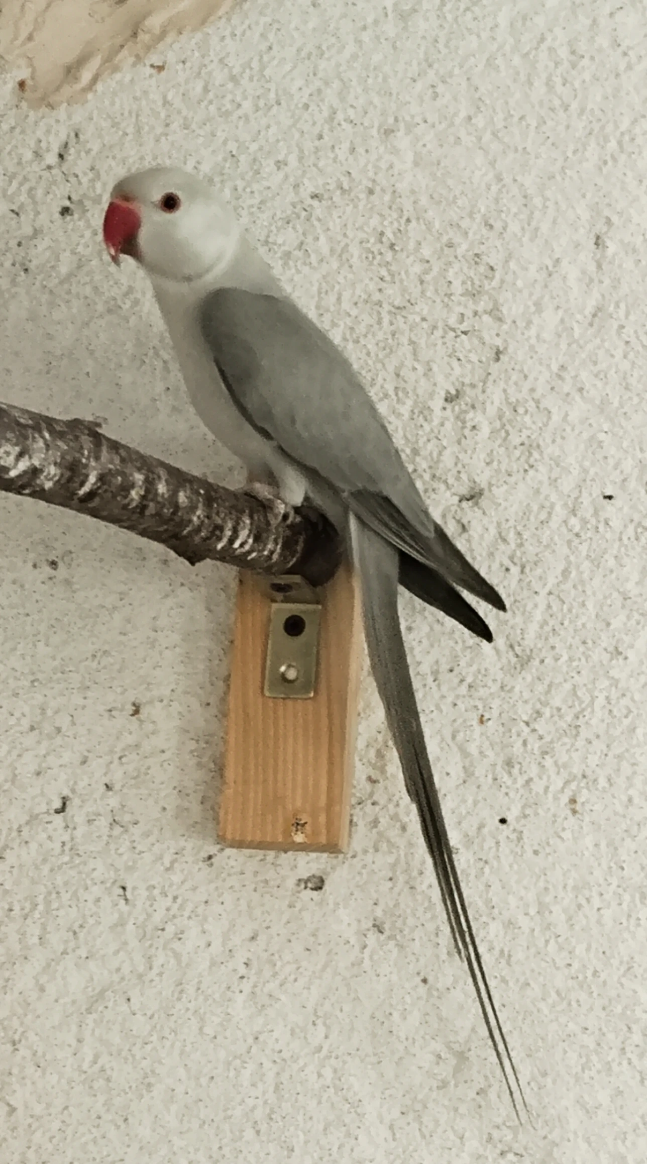 Clearhead fallow 1,0 2 letý