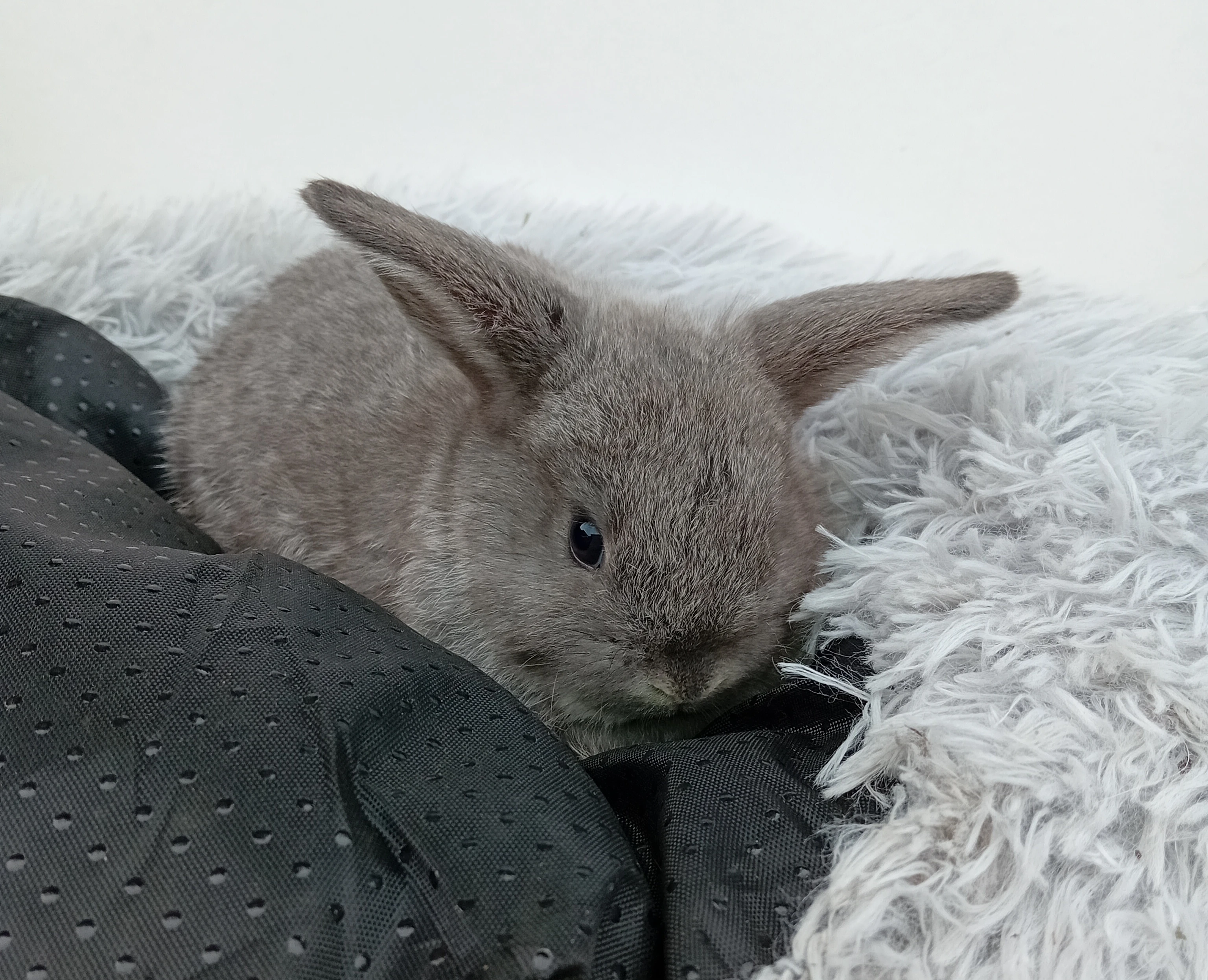 Zakrslý beránek G4