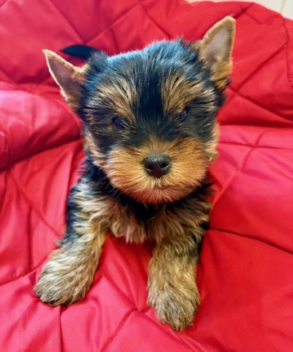 Jorkšírek s PP FCI k odběru ihned