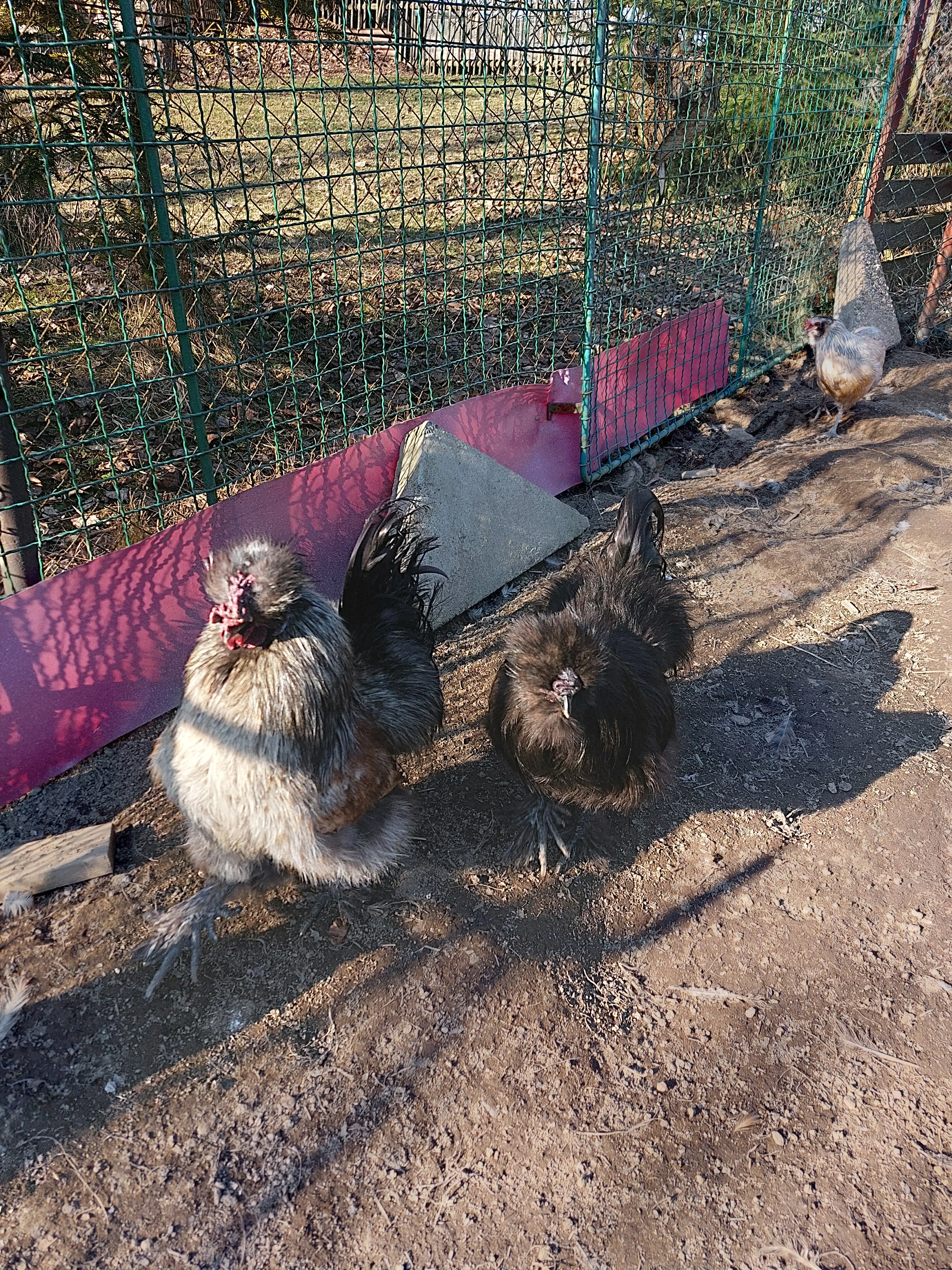 Kohout hedvábničky