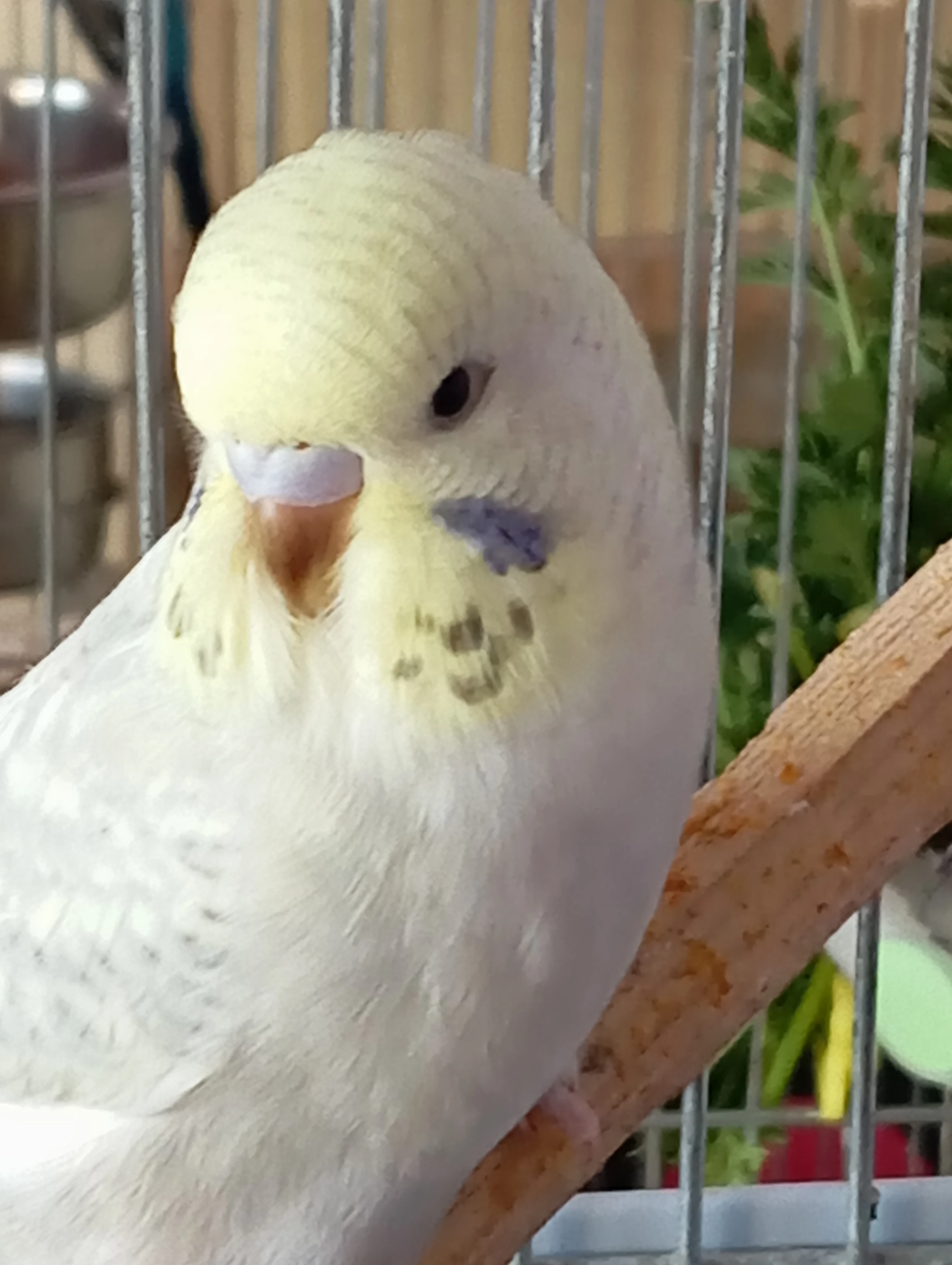 Andulka-mláďata k ochočení