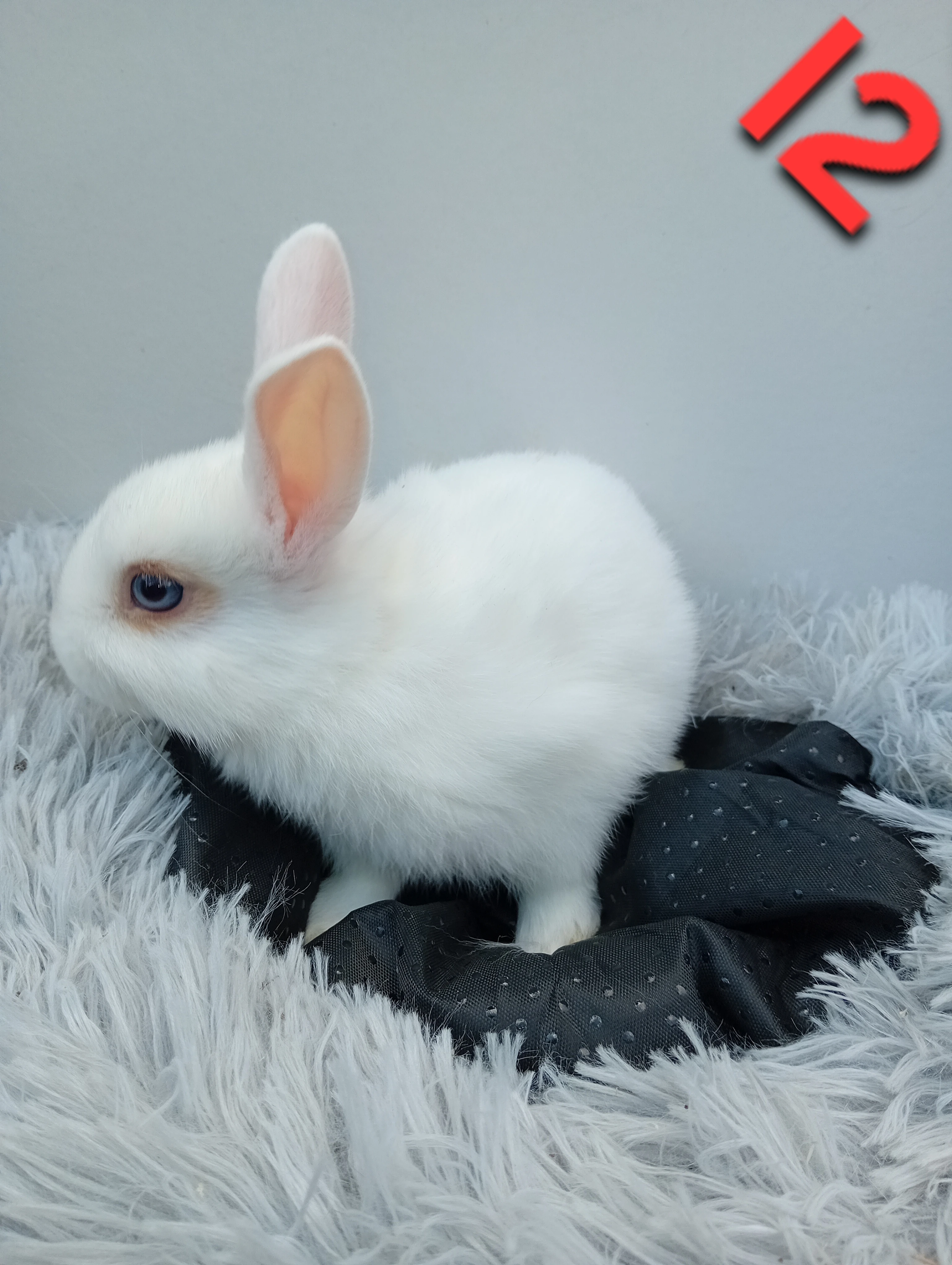 Zakrslý králíček I2