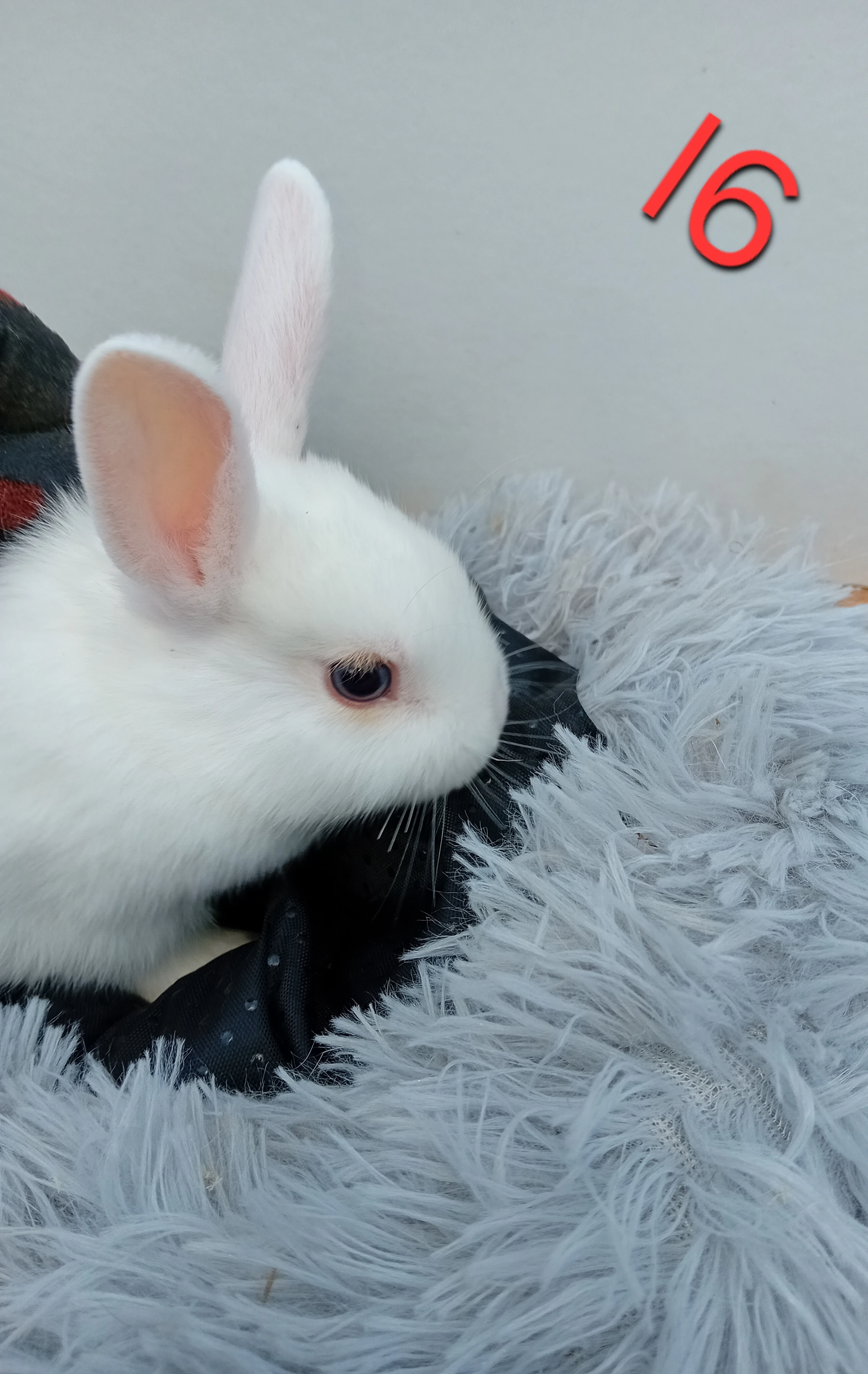 Zakrslý králíček I6