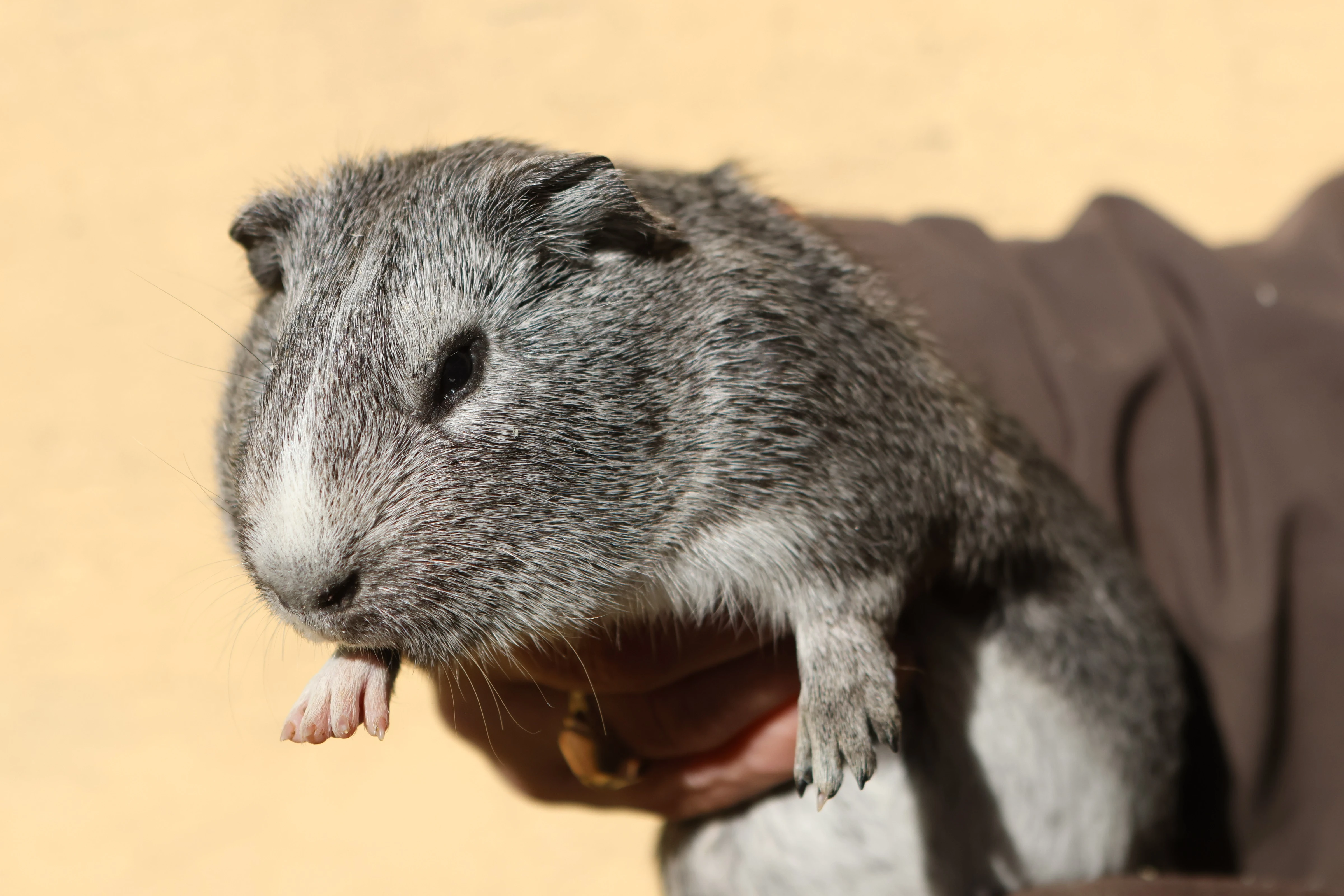 Morče domácí - cuy